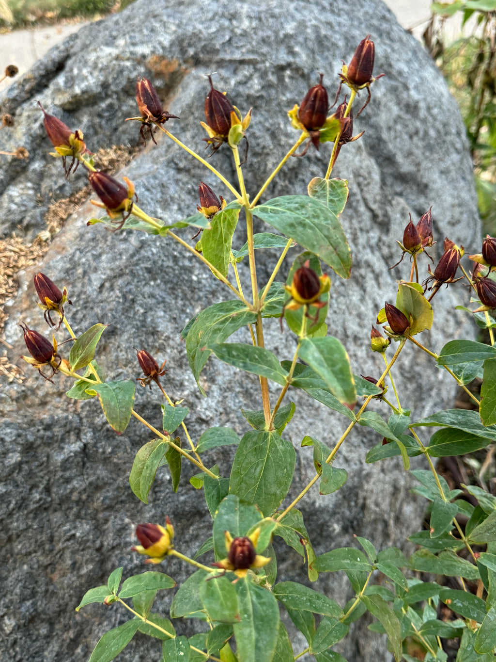 Great St. John's Wort (Hypericum Ascyron)