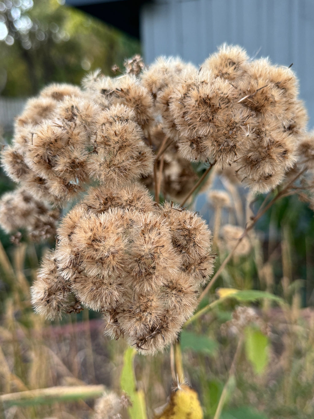 Sweet Joe Pye Weed (Eutrochium Purpureum)