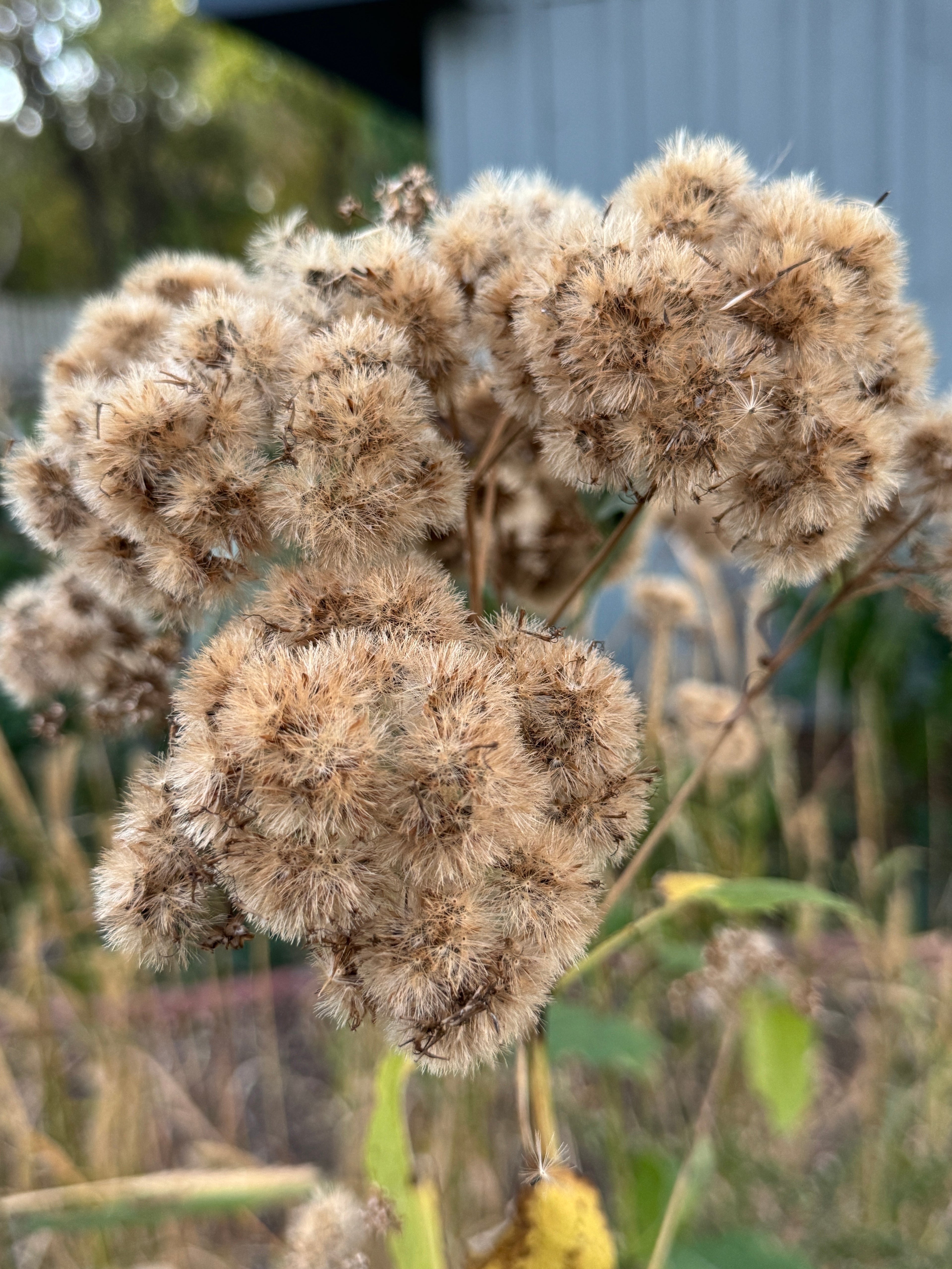 Sweet Joe Pye Weed (Eutrochium Purpureum)