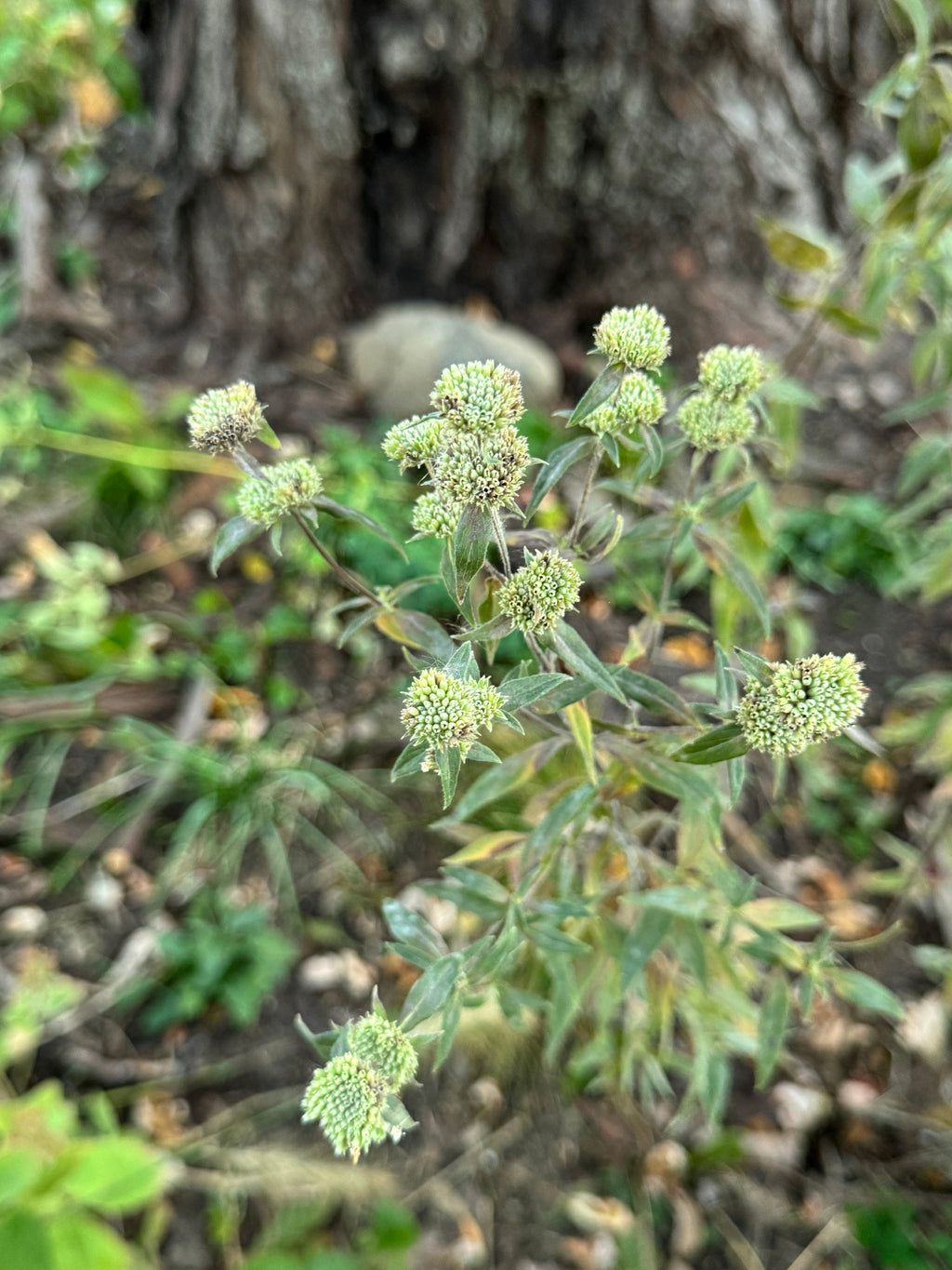 Hairy Mountain Mint (Pycnanthemum Verticillatum Var. Pilosum)