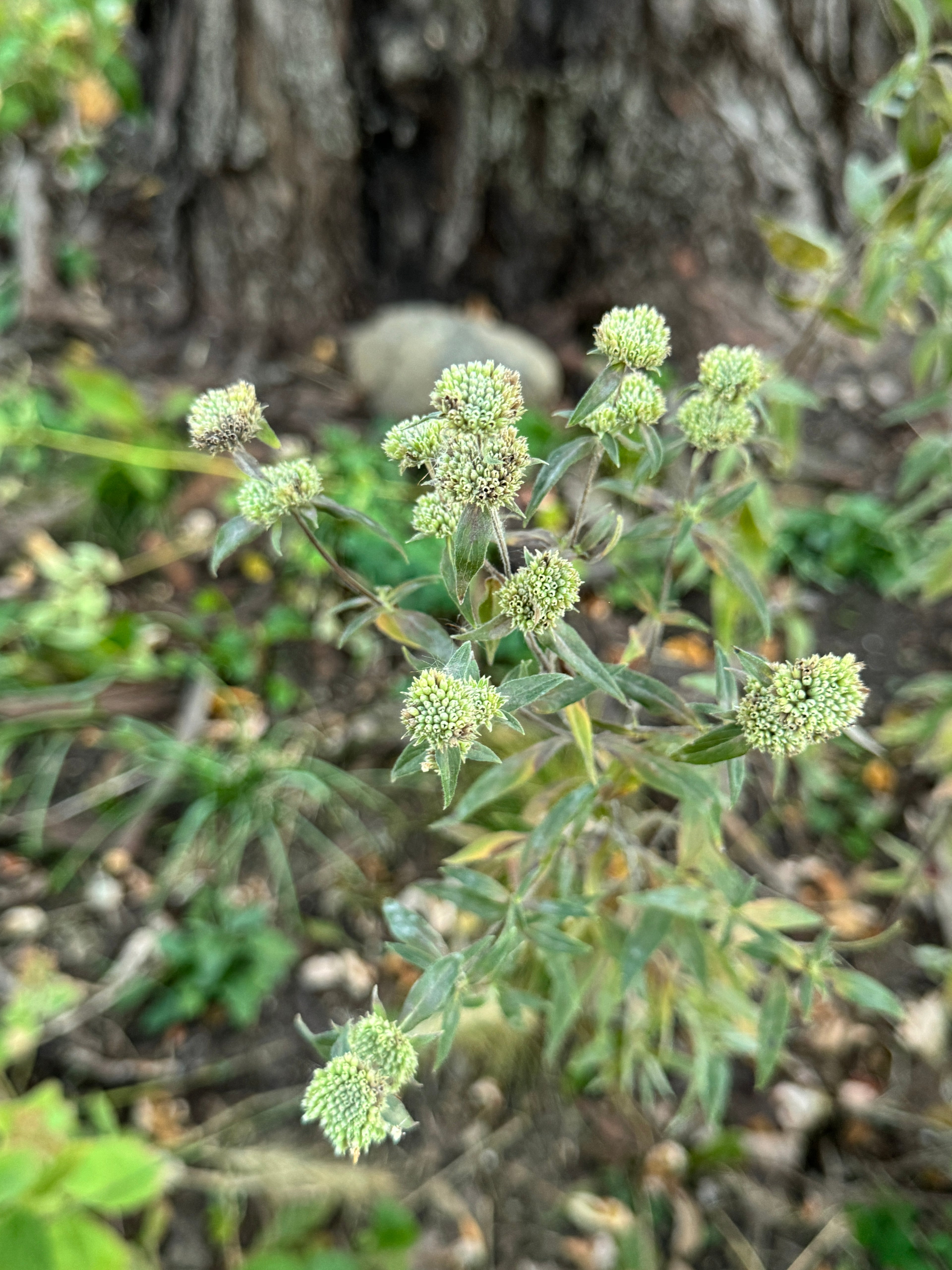 Hairy Mountain Mint (Pycnanthemum Verticillatum Var. Pilosum)