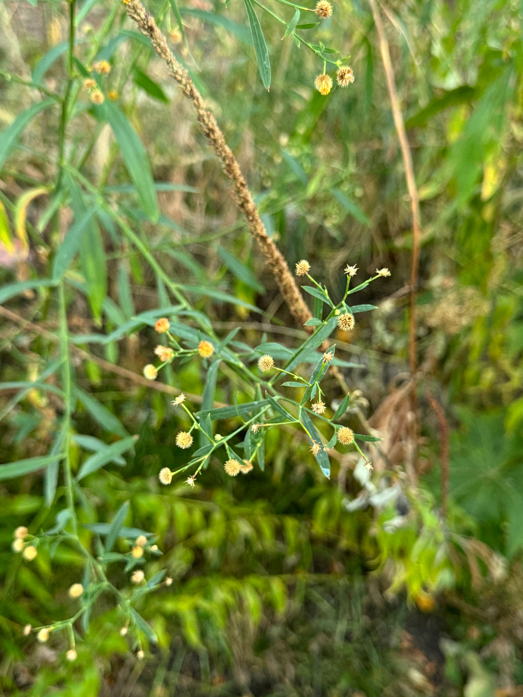 False Aster (False Aster)