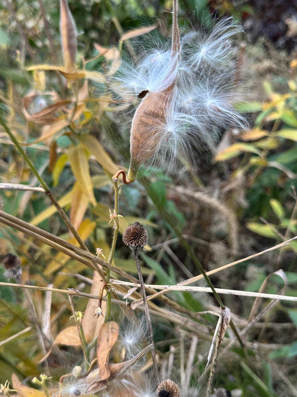 Butterfly Milkweed (Asclepias Tuberosa)