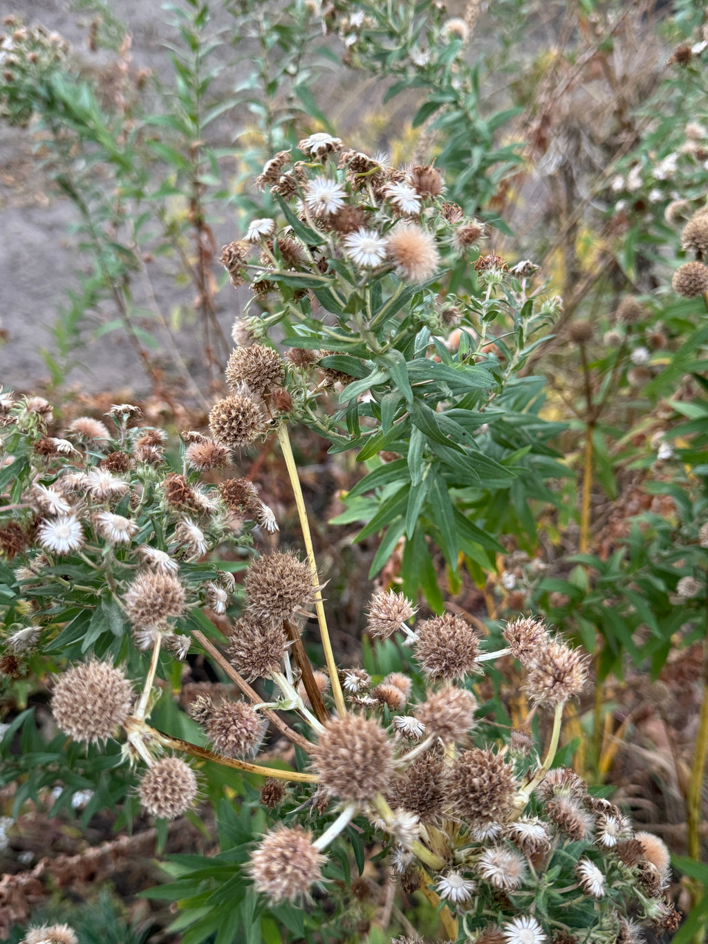 New England Aster (Symphyotrichum Novae-Angliae)