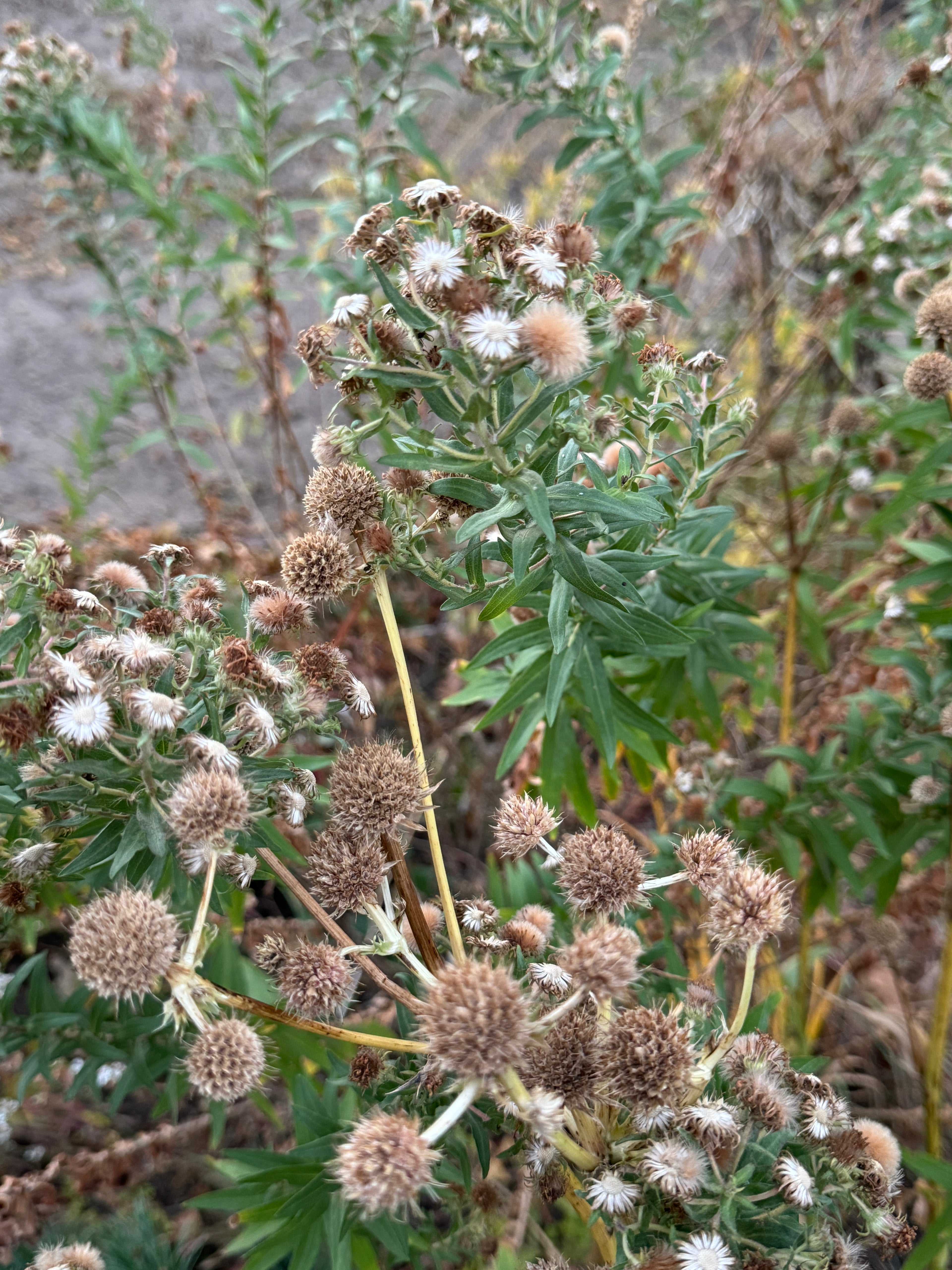 New England Aster (Symphyotrichum Novae-Angliae)