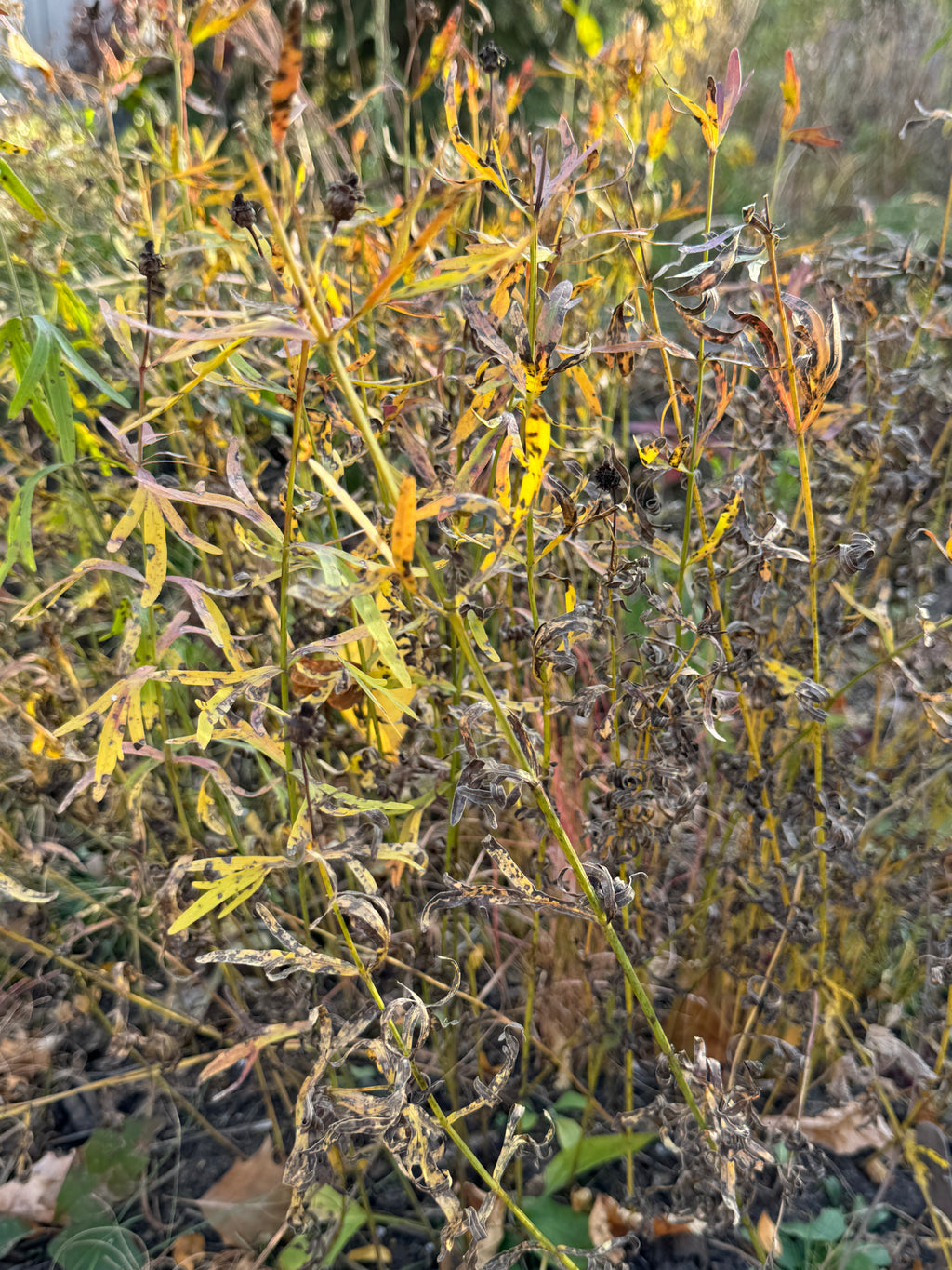 Prairie Coreopsis (Coreopsis Palmata)