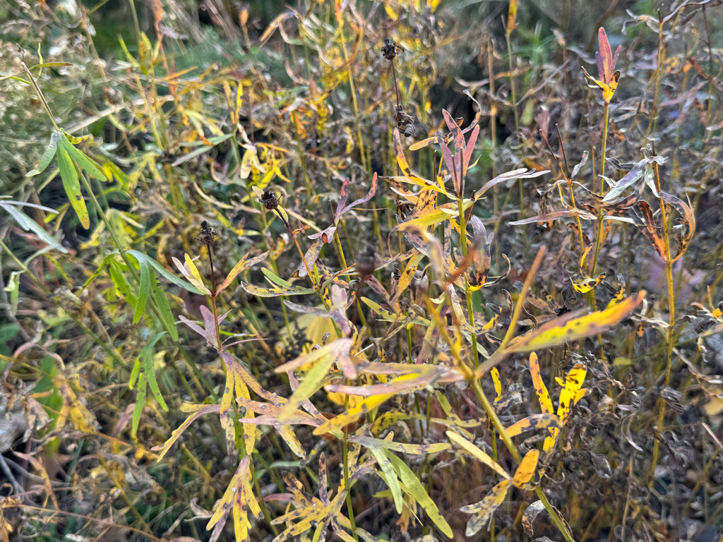 Prairie Coreopsis (Coreopsis Palmata)