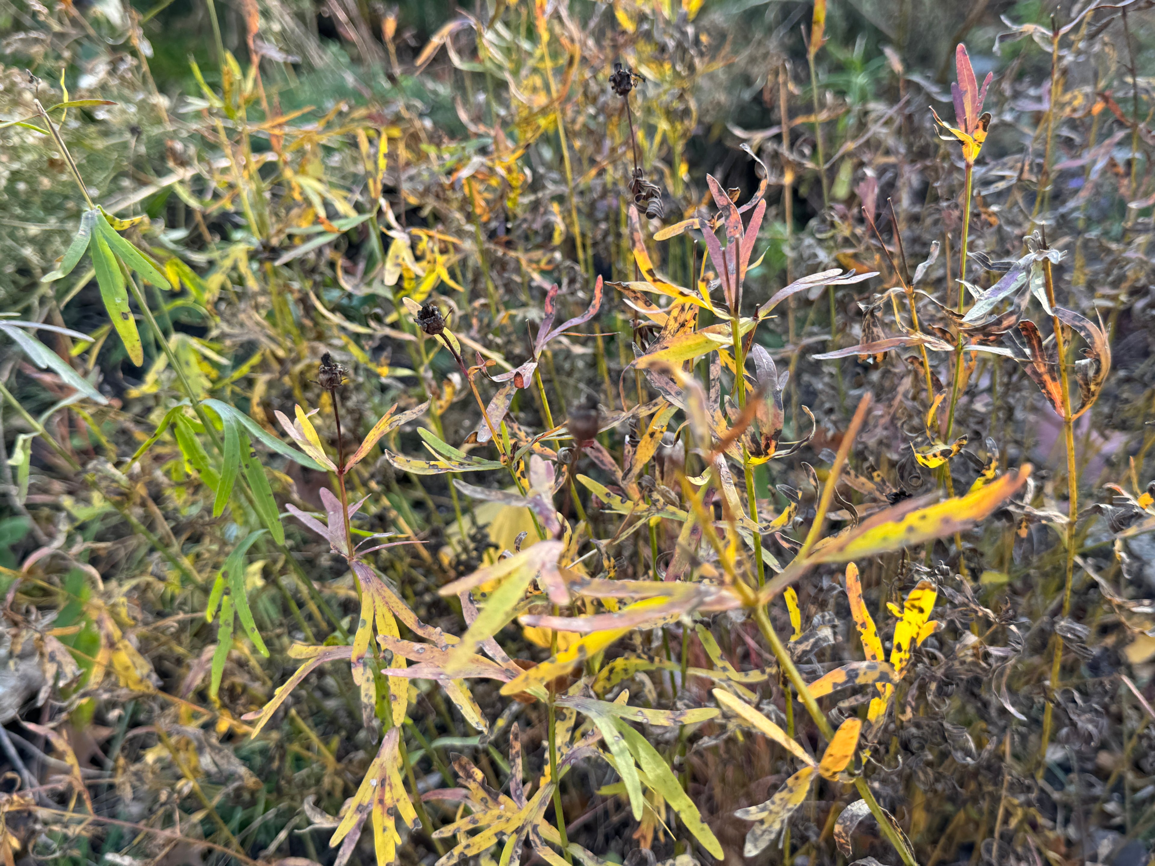 Prairie Coreopsis (Coreopsis Palmata)