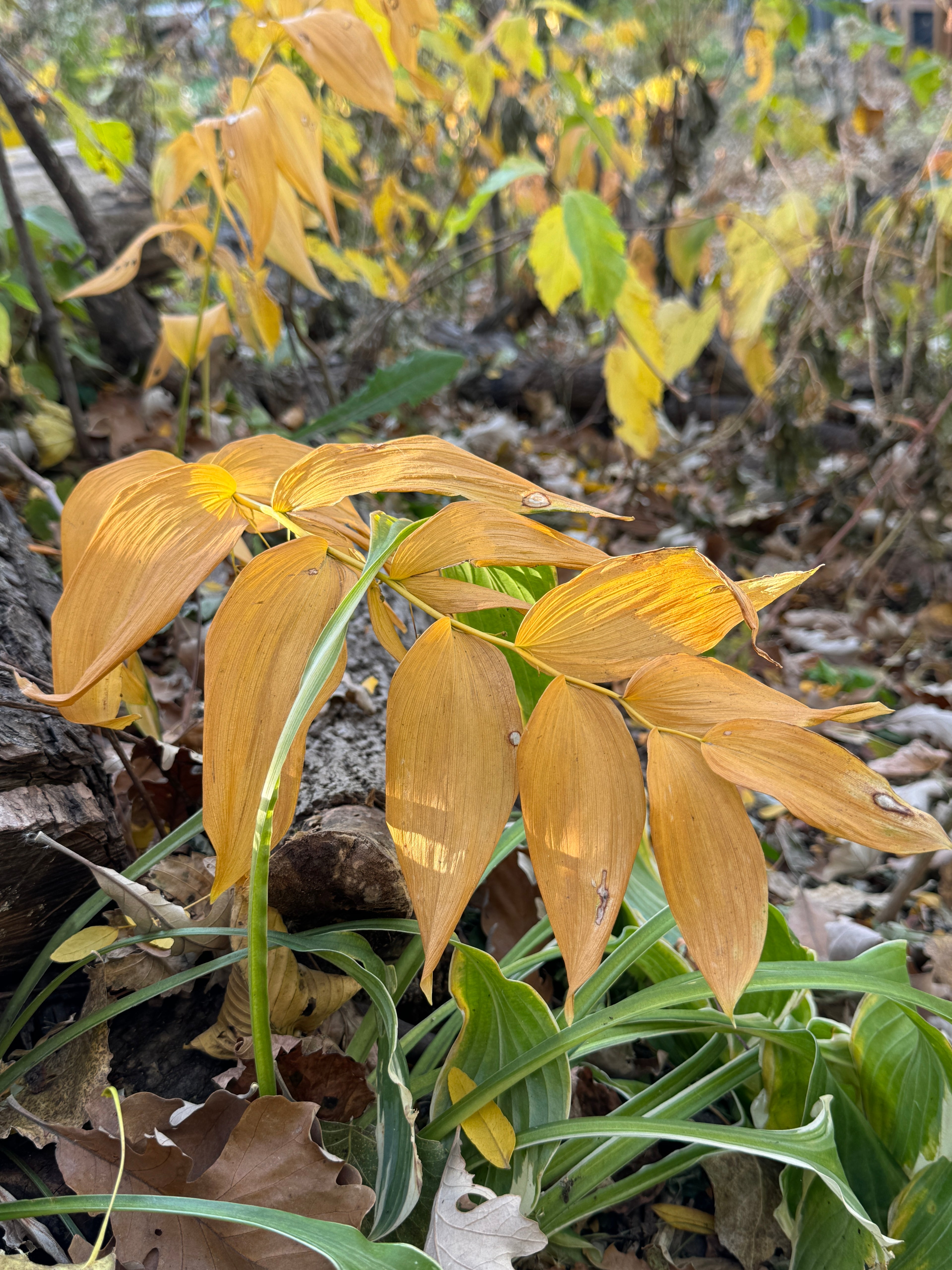 Smooth Solomon's Seal (Polygonatum Biflorum)