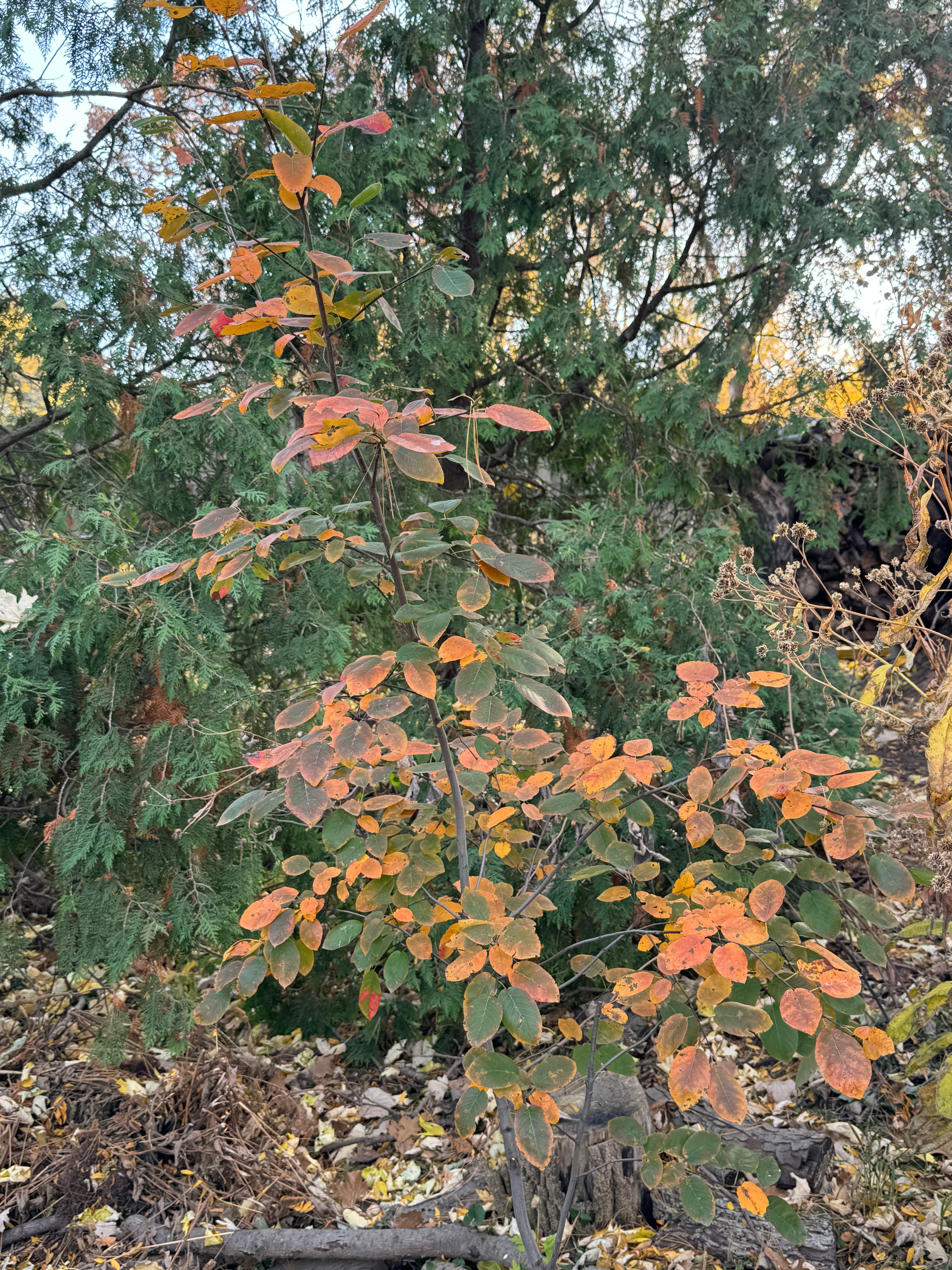 Allegheny Serviceberry (Amelanchier laevis)