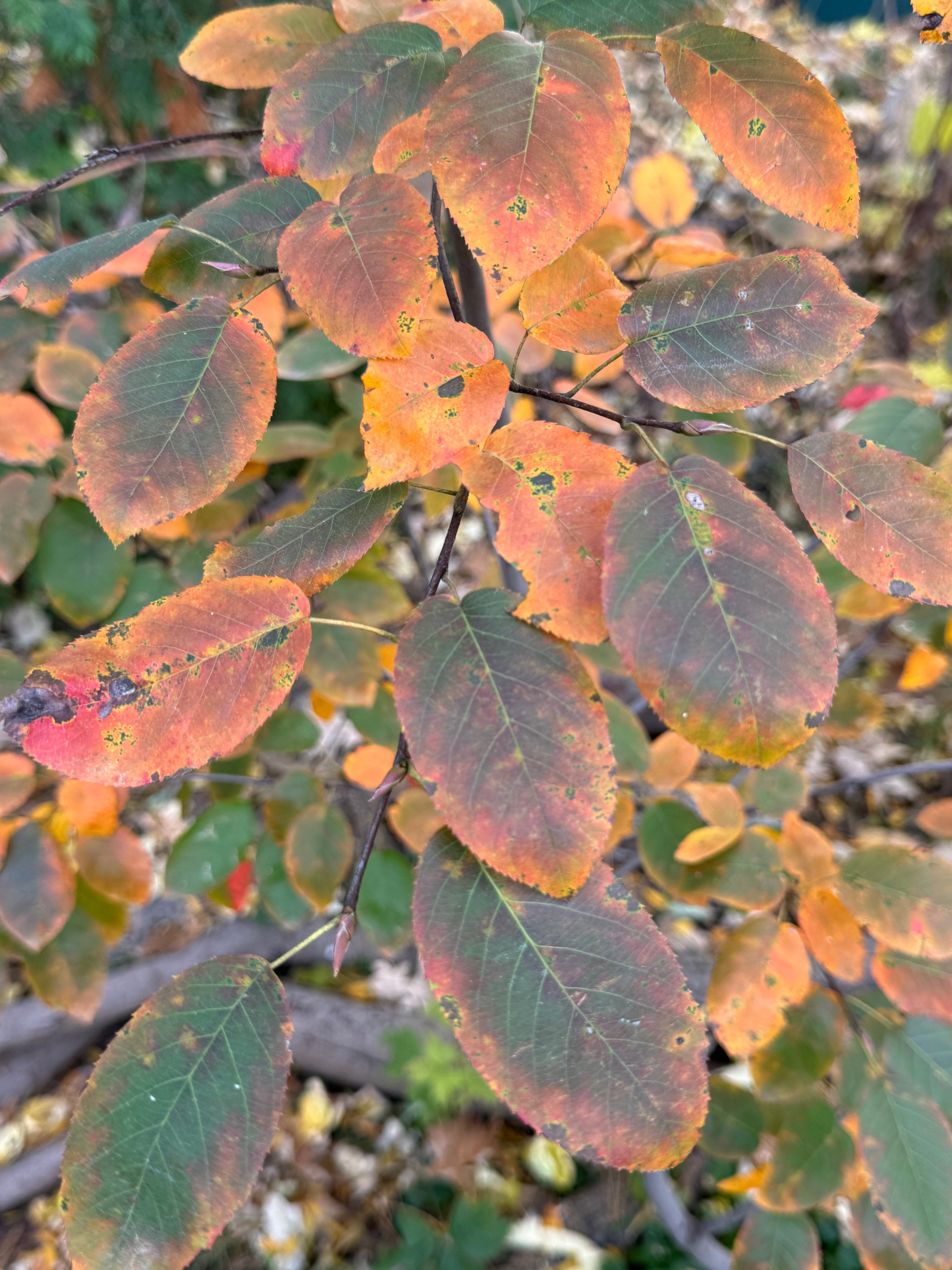 Allegheny Serviceberry (Amelanchier laevis)