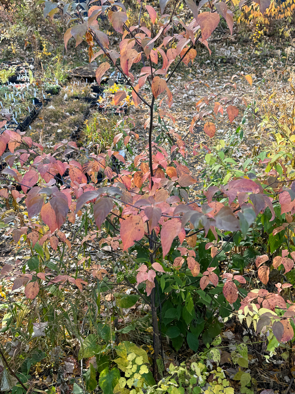 Pagoda Dogwood (Cornus Alternifolia)