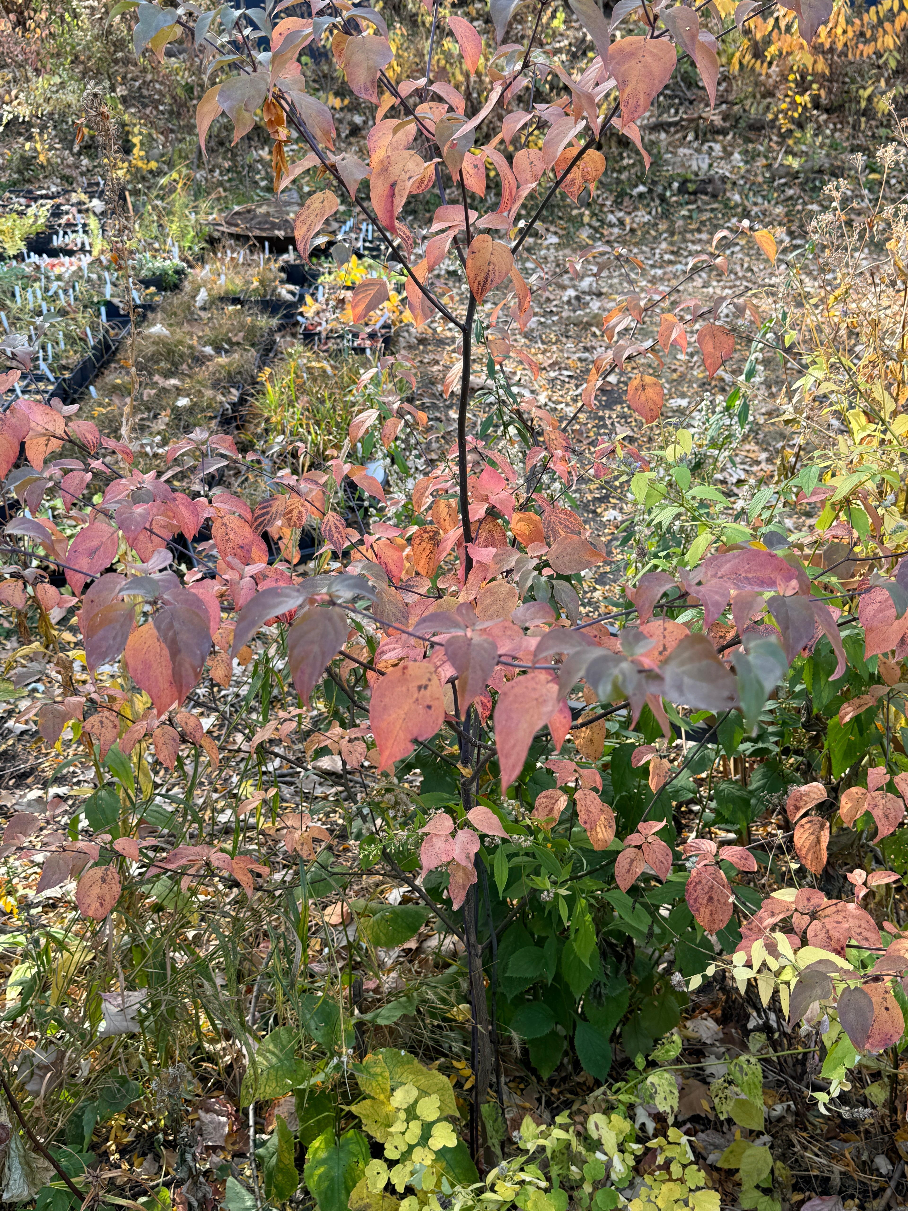 Pagoda Dogwood (Cornus Alternifolia)