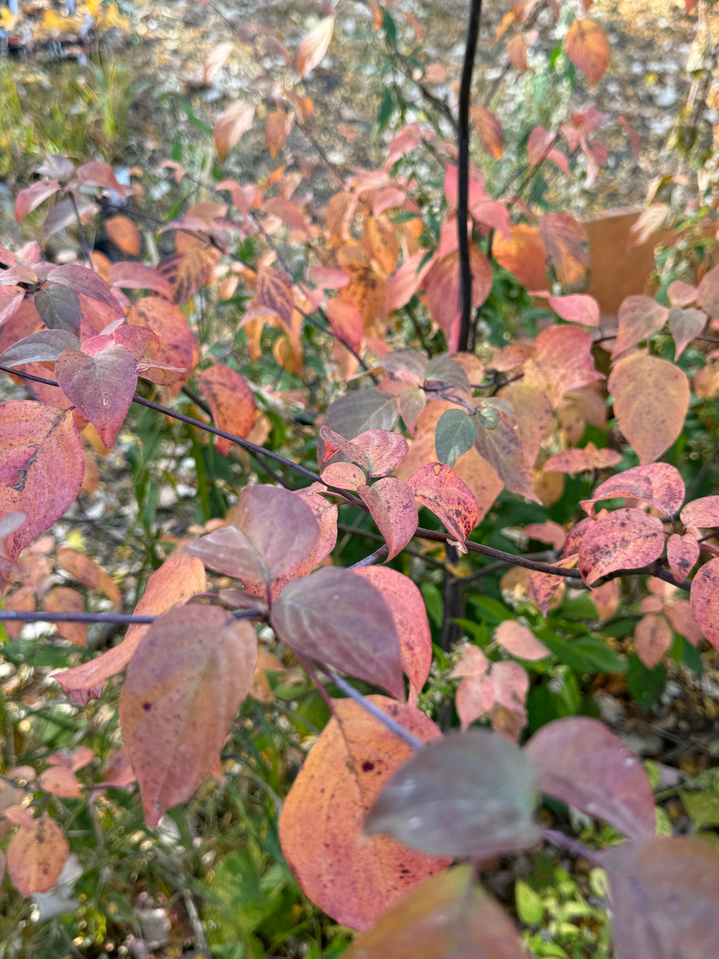 Pagoda Dogwood (Cornus Alternifolia)