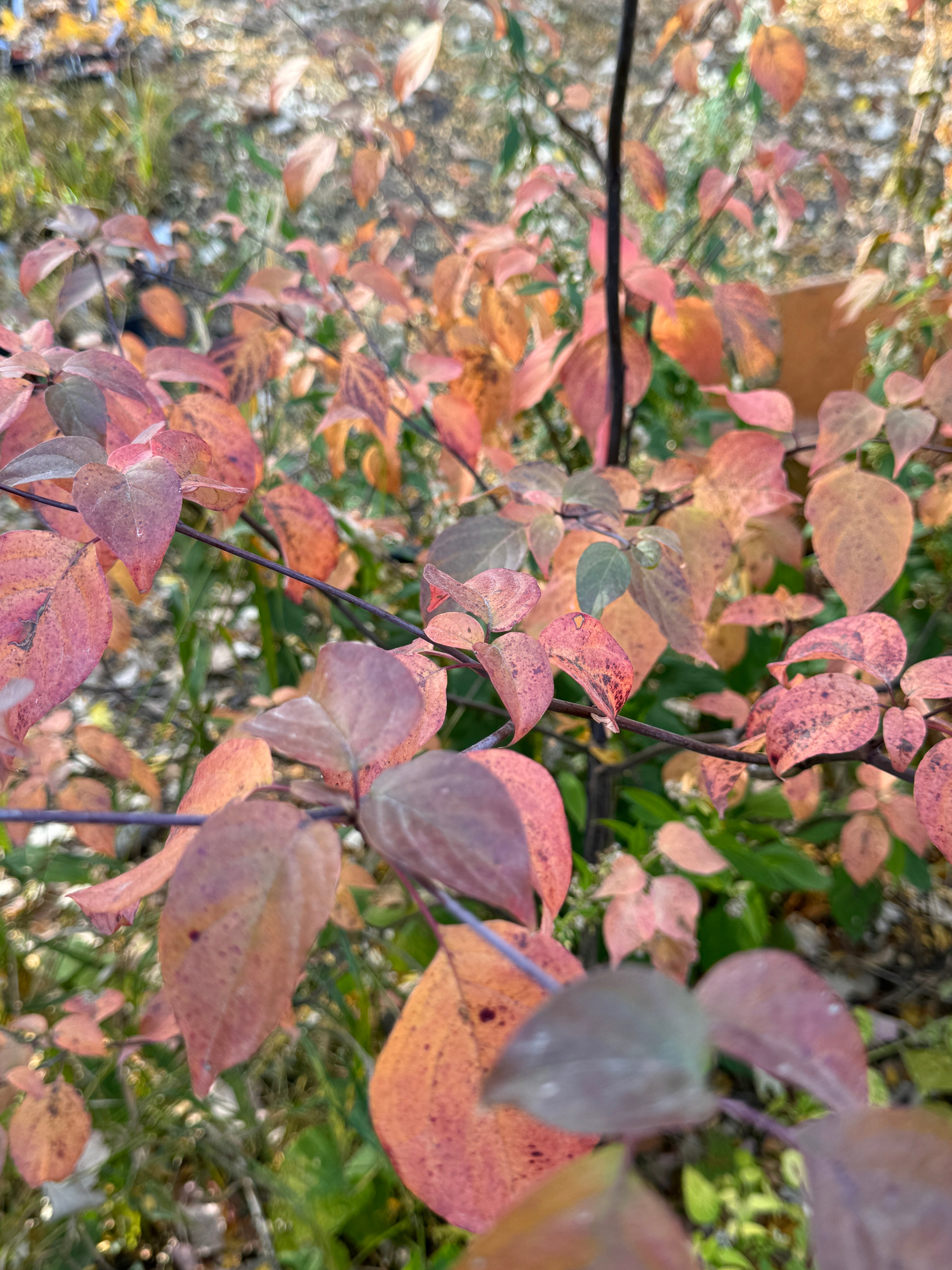 Pagoda Dogwood (Cornus Alternifolia)