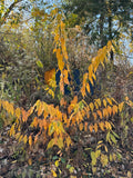 Black Cherry (Prunus Serotina)