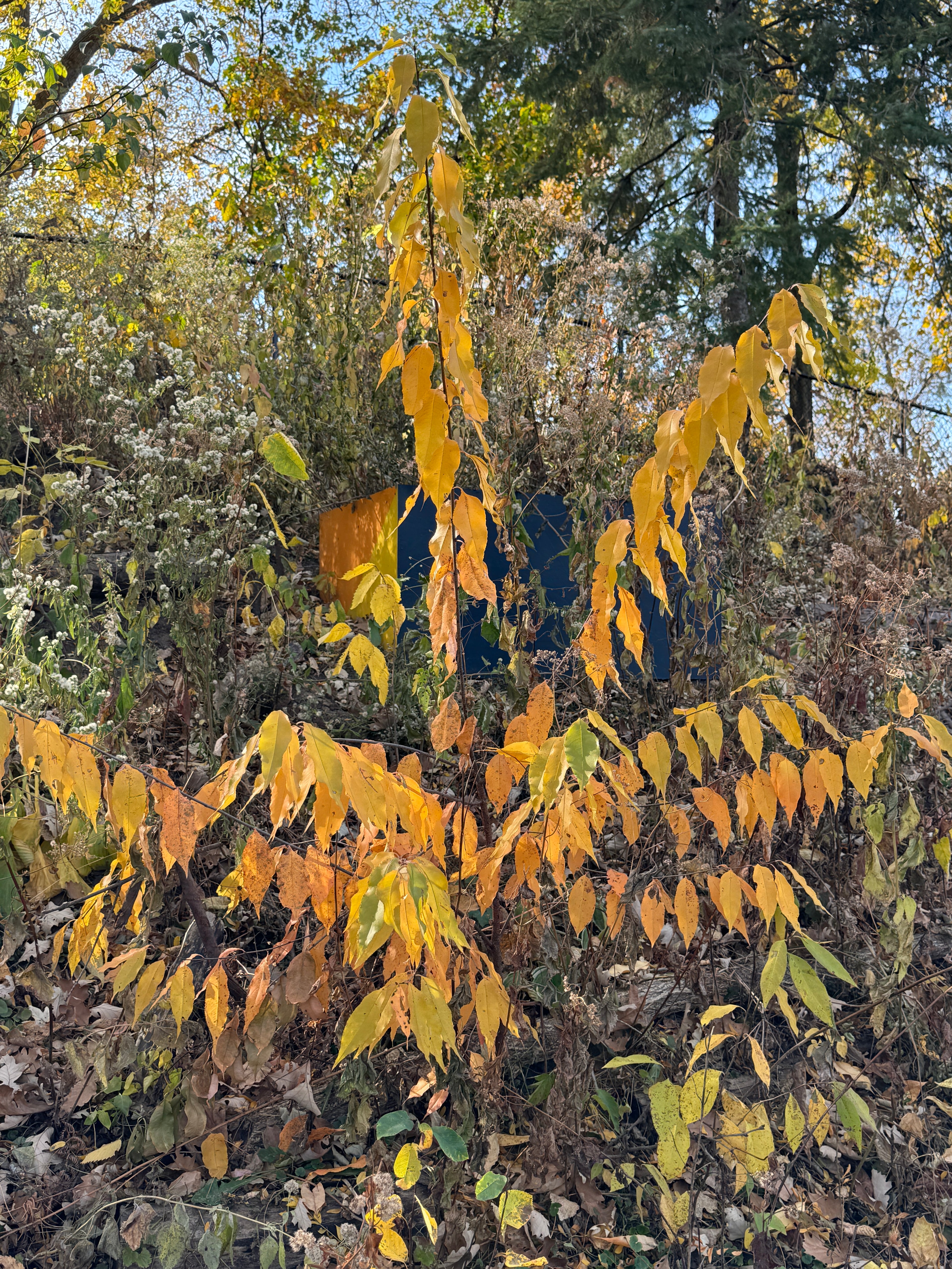 Black Cherry (Prunus Serotina)