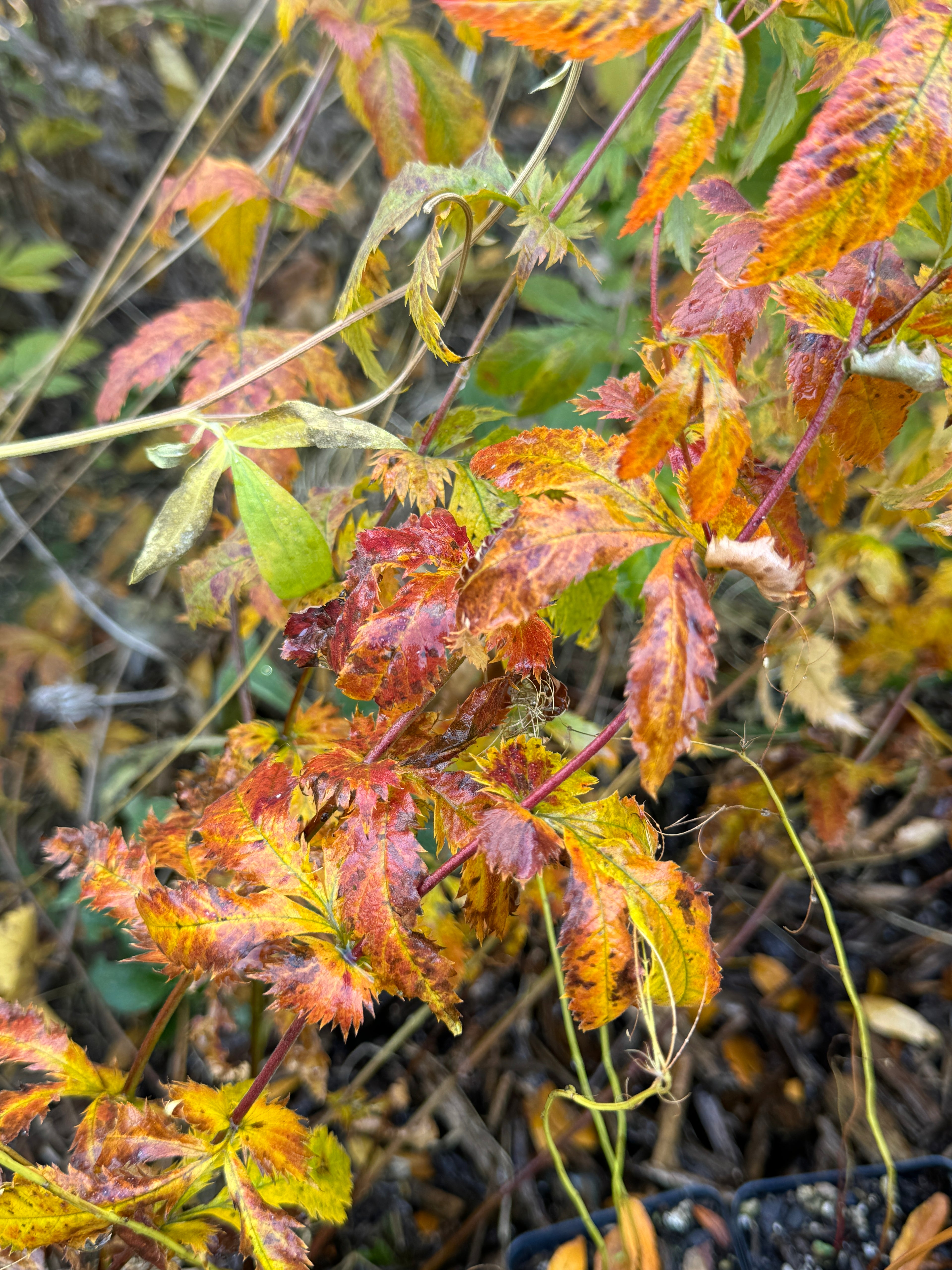 American Ipecac (Porteranthus stipulatus)