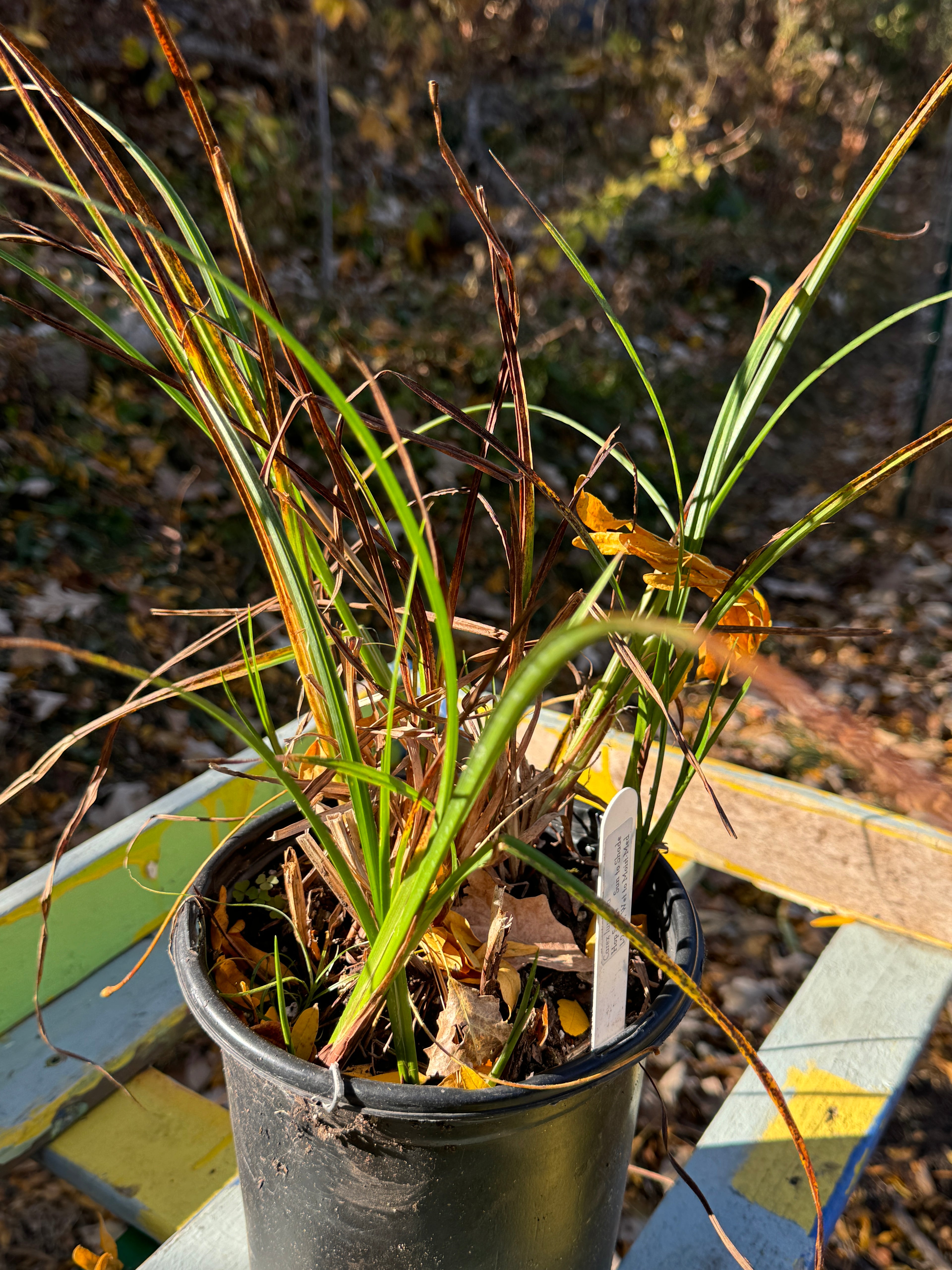Hop Sedge (Carex Lupulina)