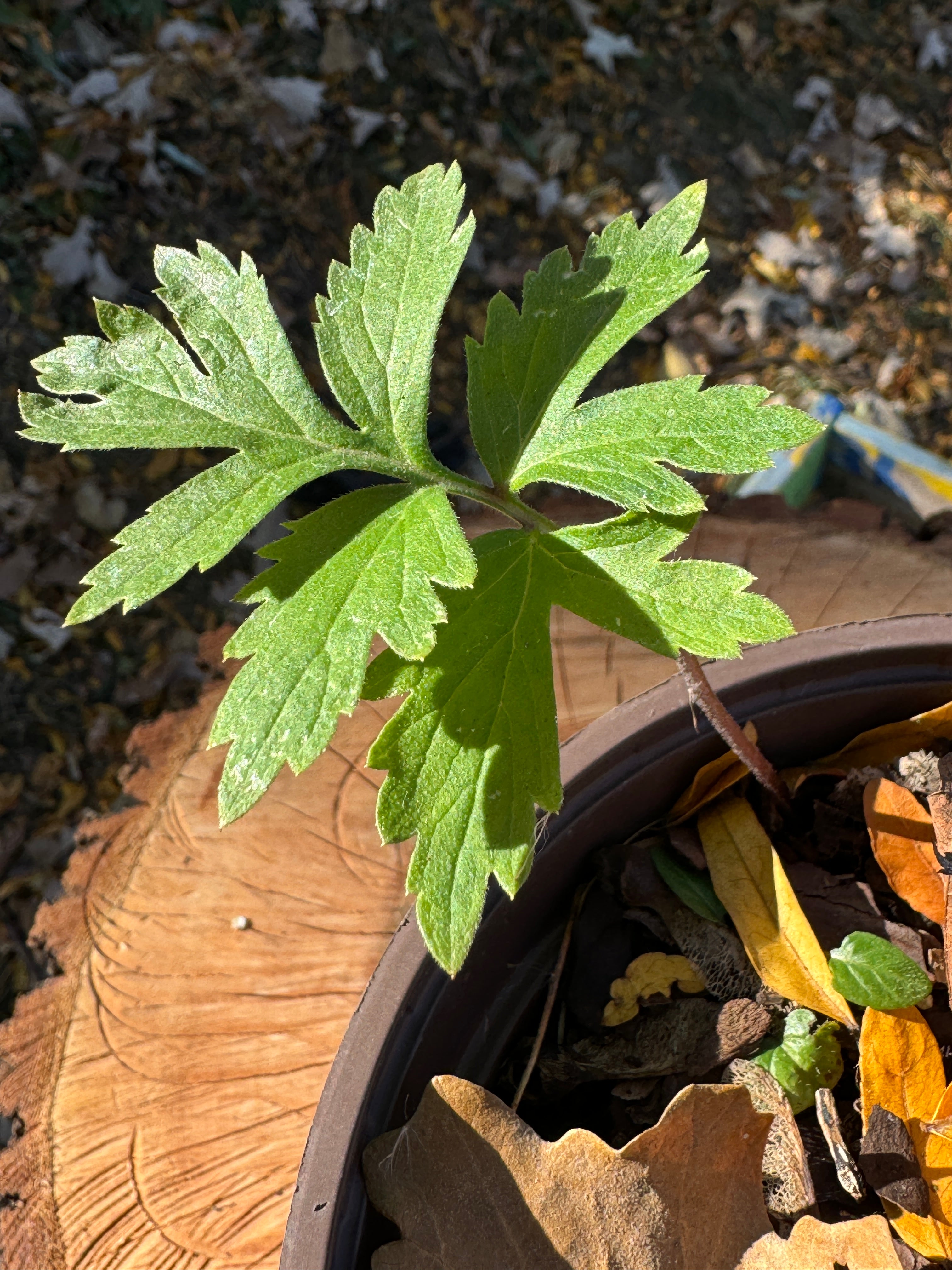 Virgina Waterleaf (Hydrophyllum Virginianum)