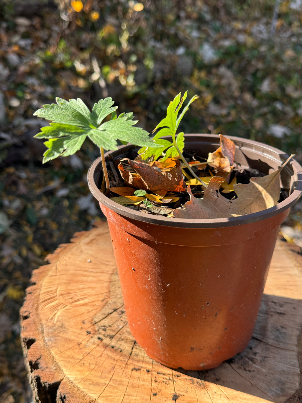 Virgina Waterleaf (Hydrophyllum Virginianum)