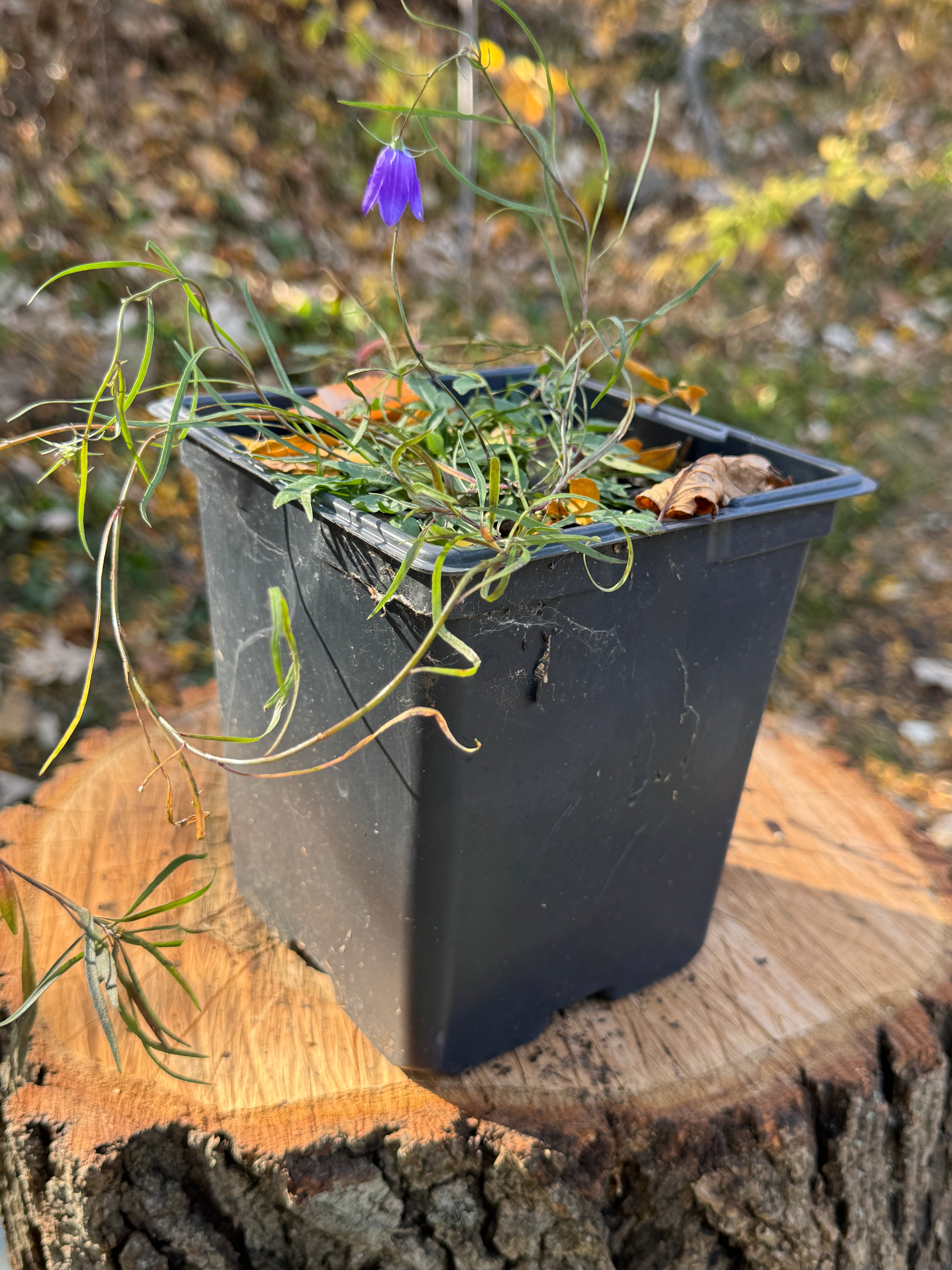 Harebell (Campanula Rotundifolia)
