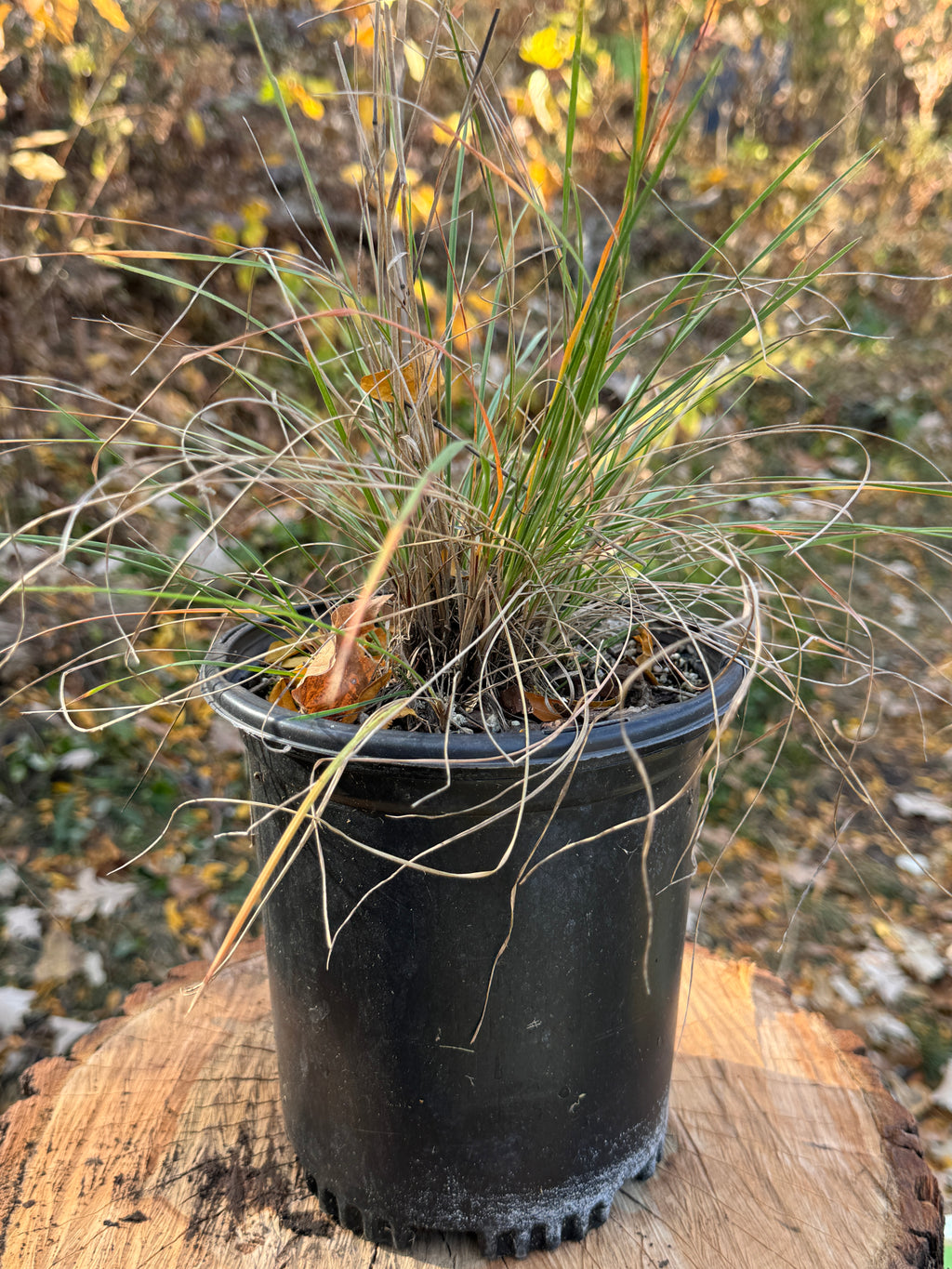 June Grass (Koeleria Macrantha)