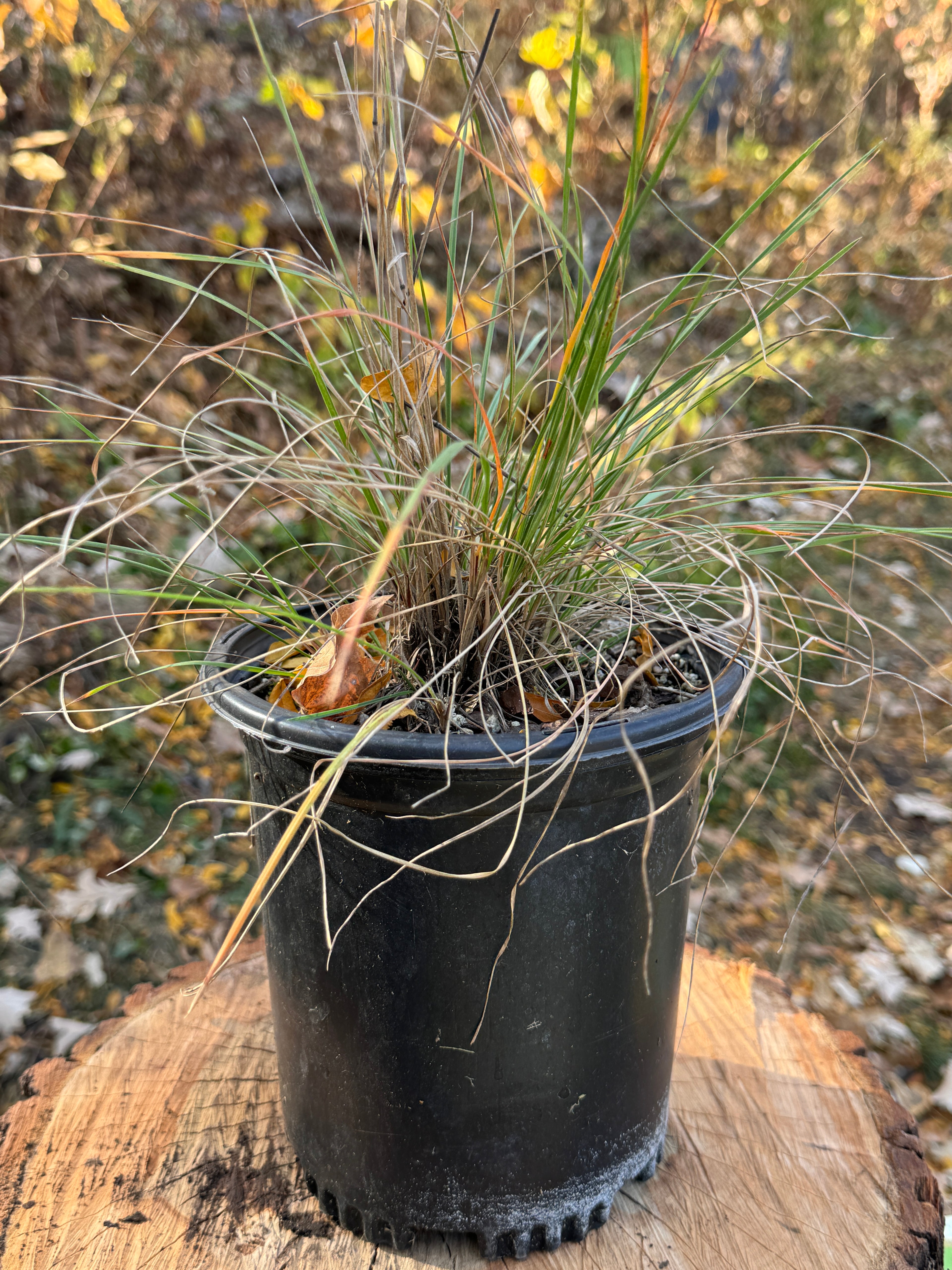 June Grass (Koeleria Macrantha)