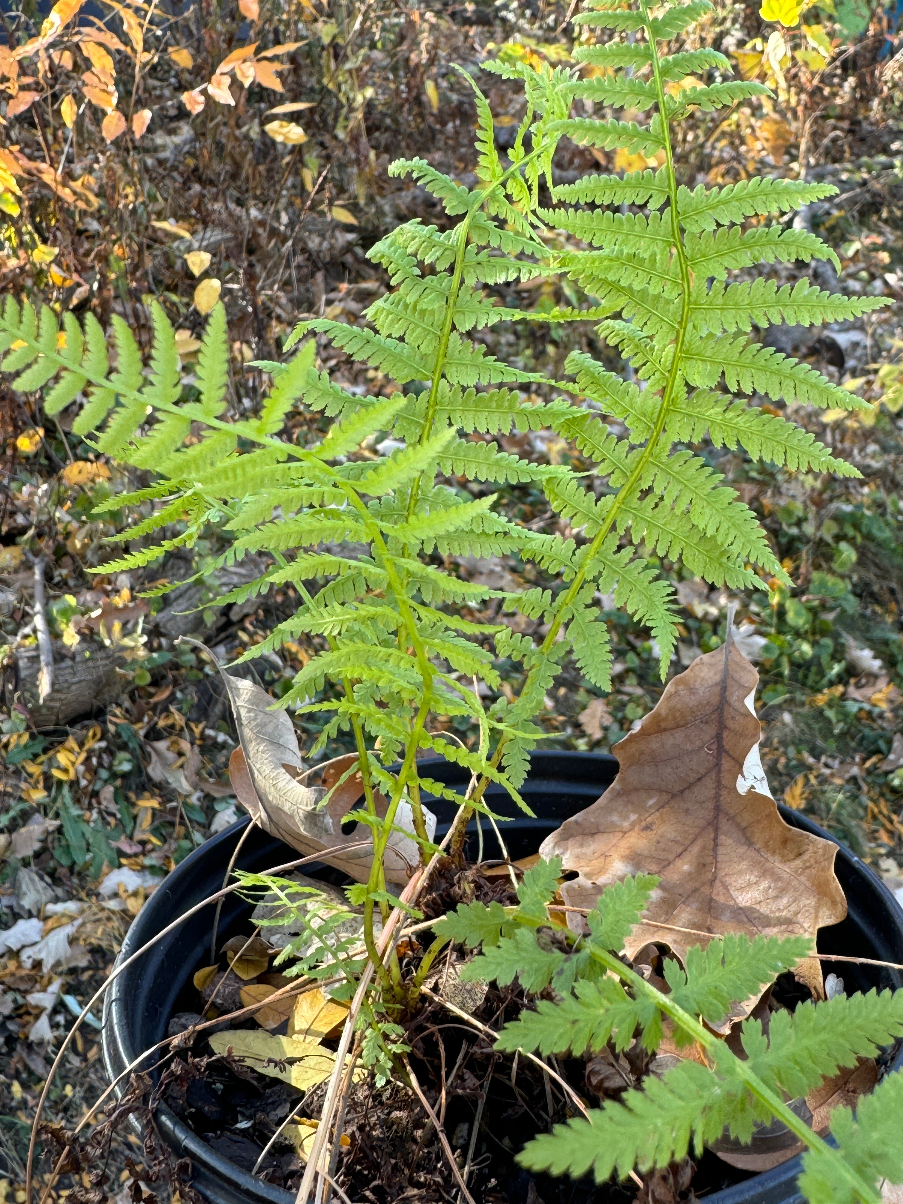 Lady Fern (Athyrium Filix-Femina)
