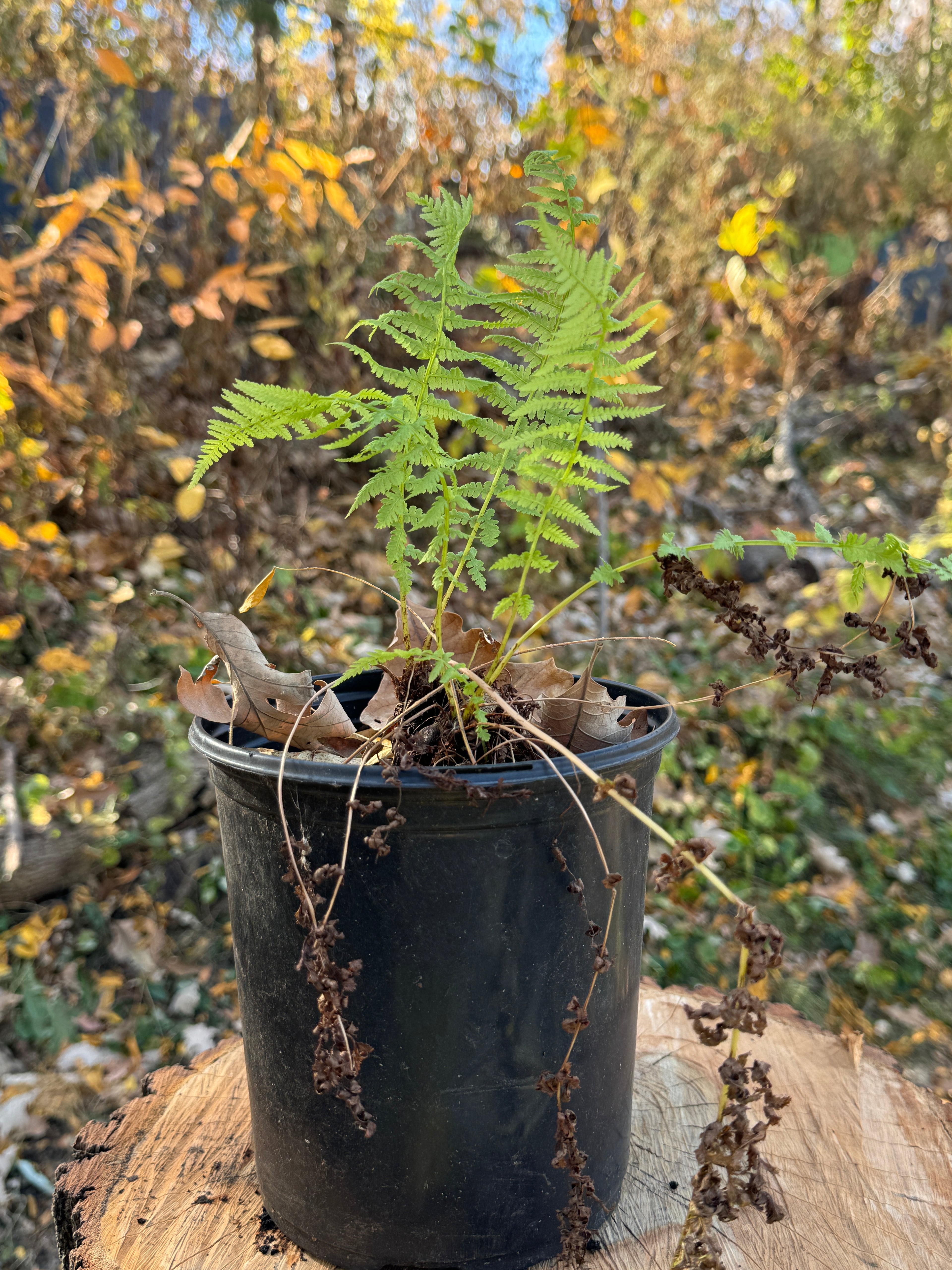 Lady Fern (Athyrium Filix-Femina)