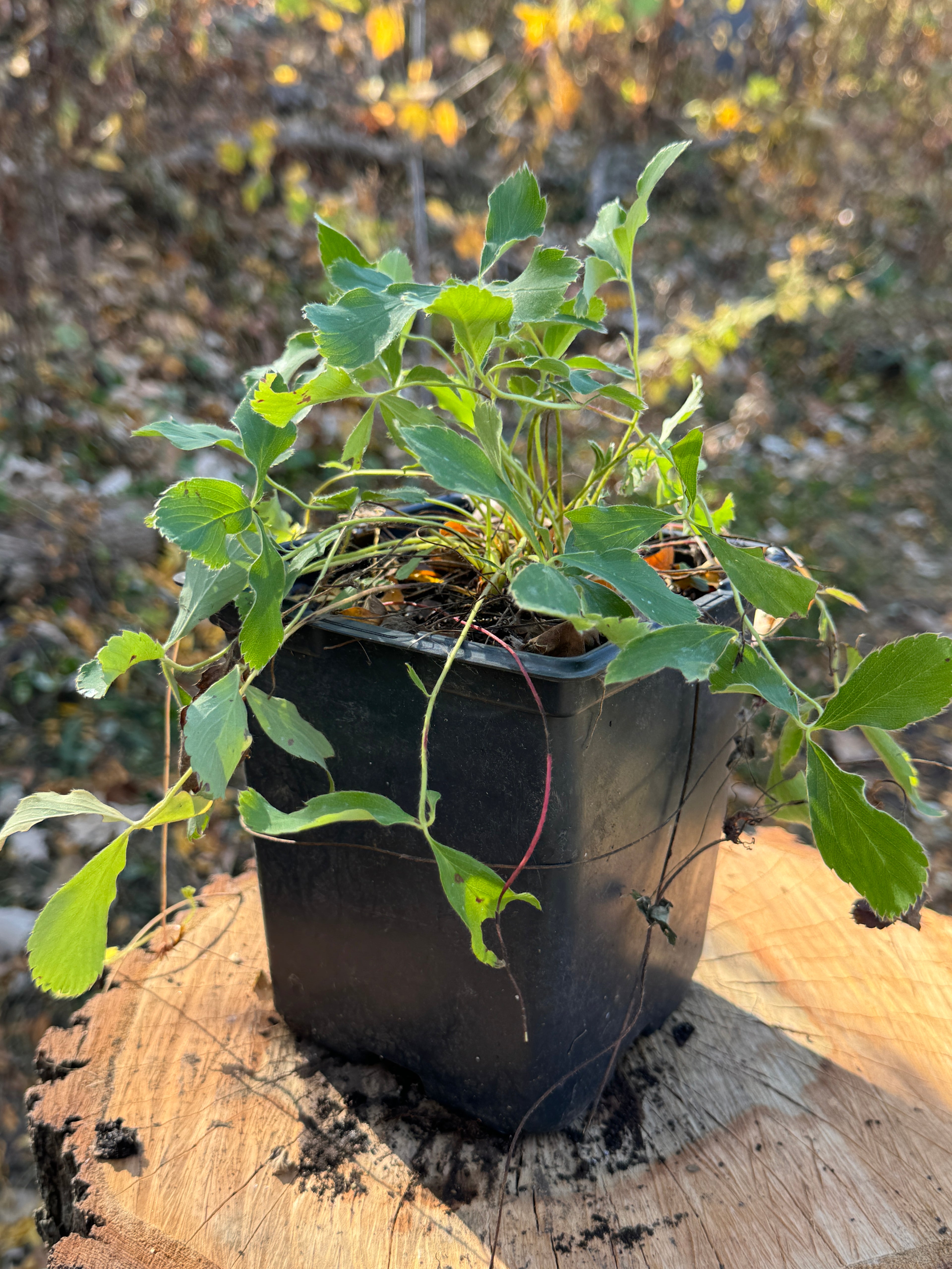 Wild Strawberry (Fragaria virginiana)