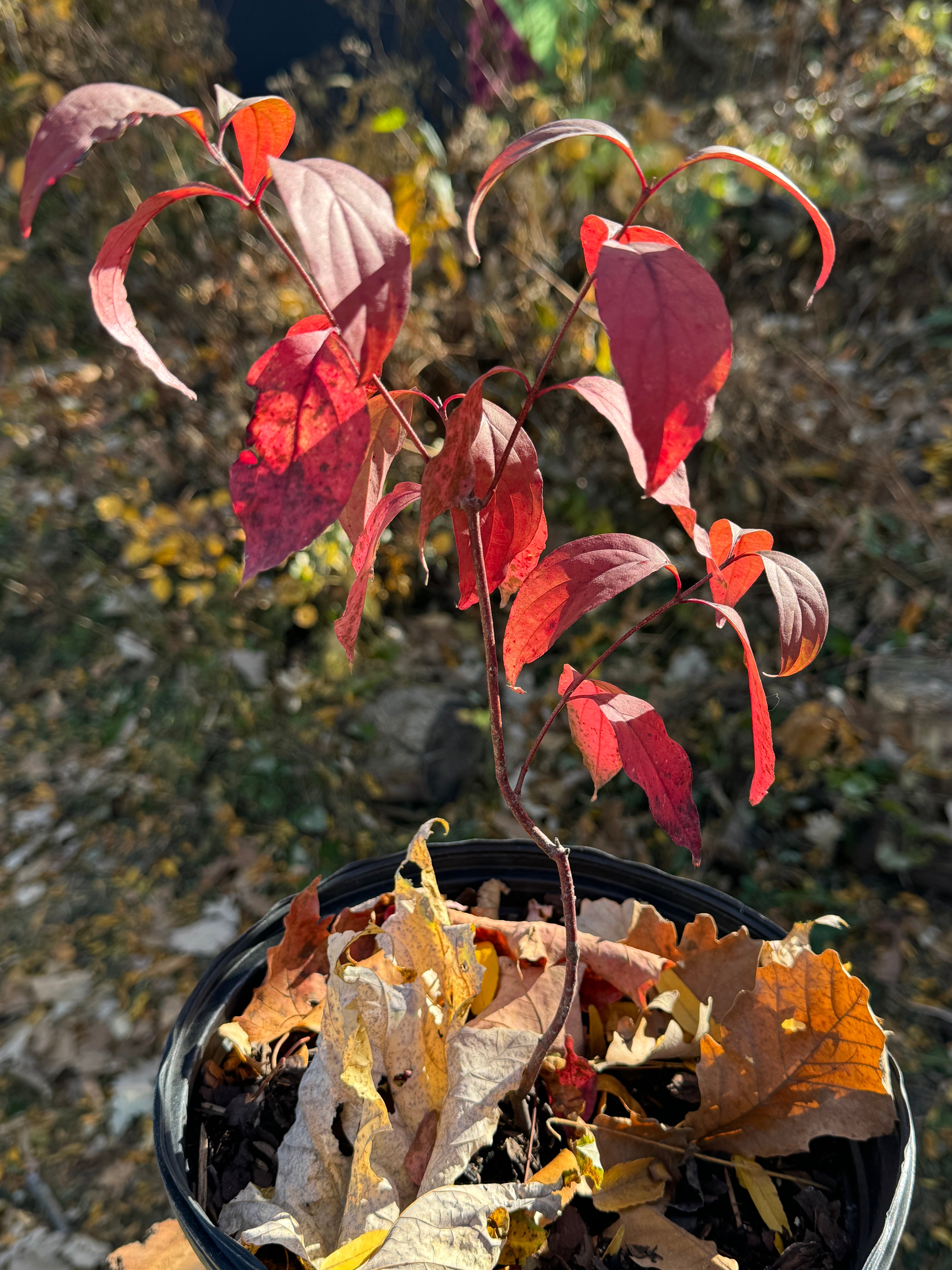 Gray Dogwood (Cornus Racemosa)