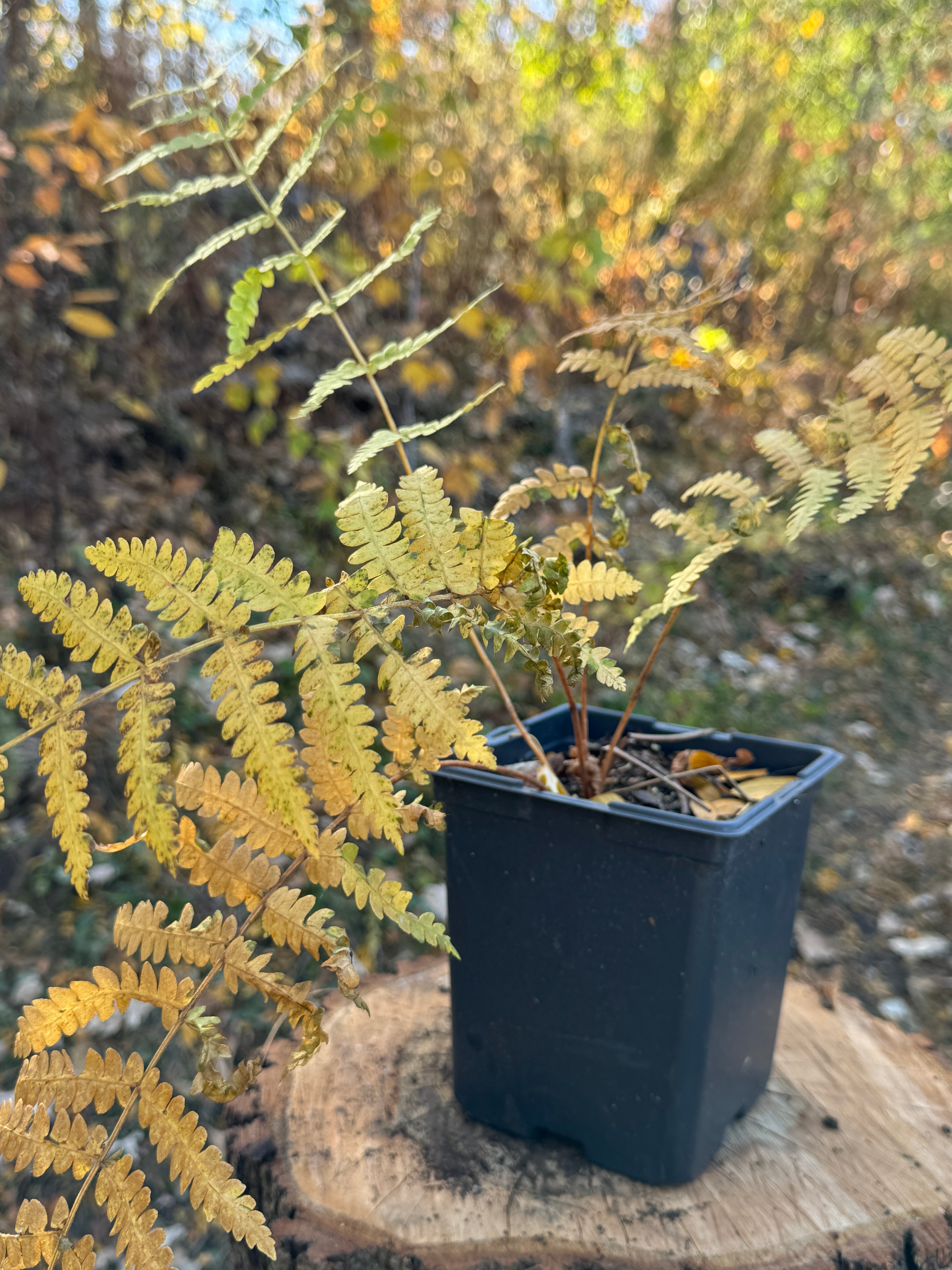 Cinnamon Fern (Osmundastrum cinnamomeum)