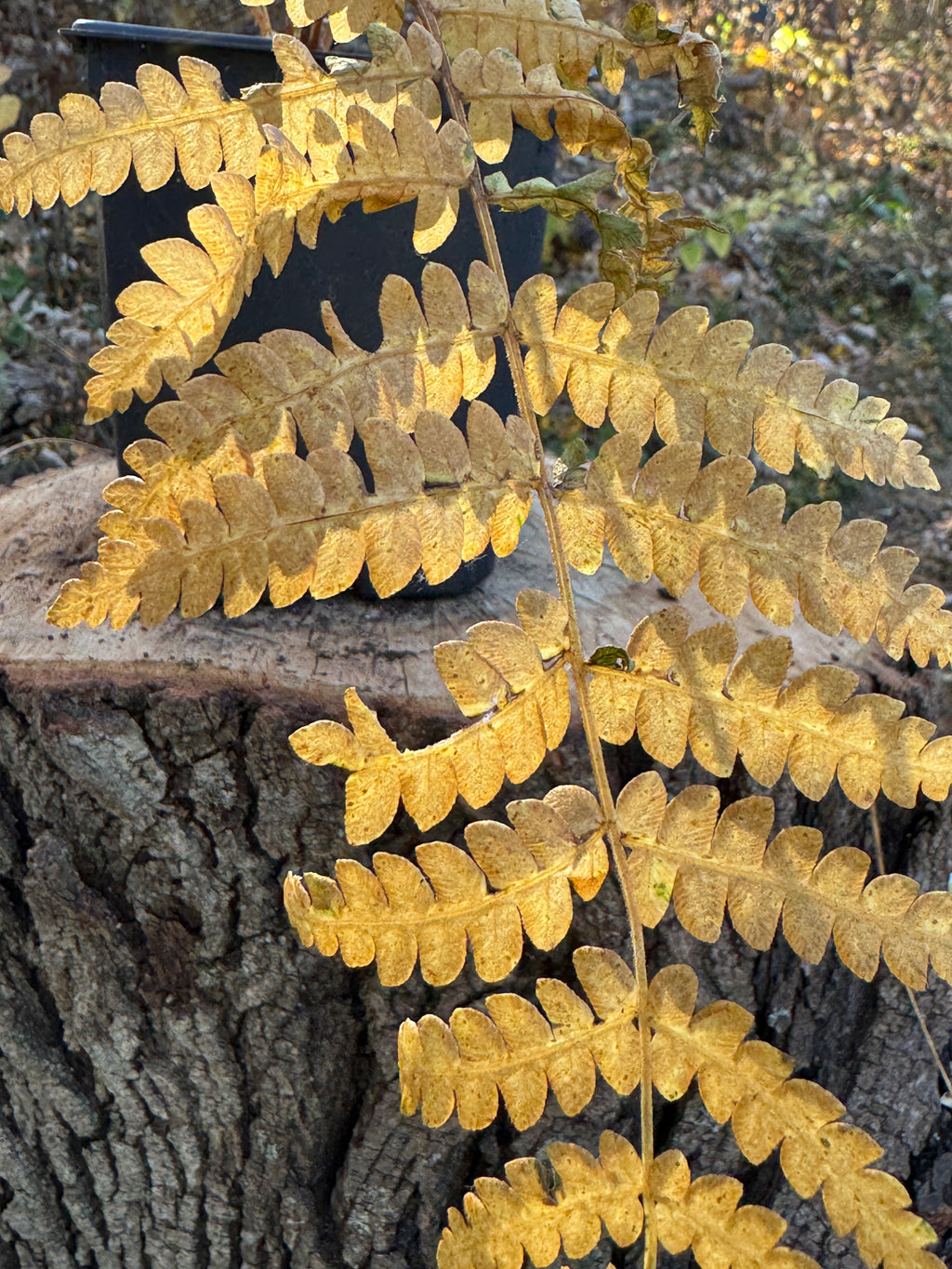 Cinnamon Fern (Osmundastrum cinnamomeum)