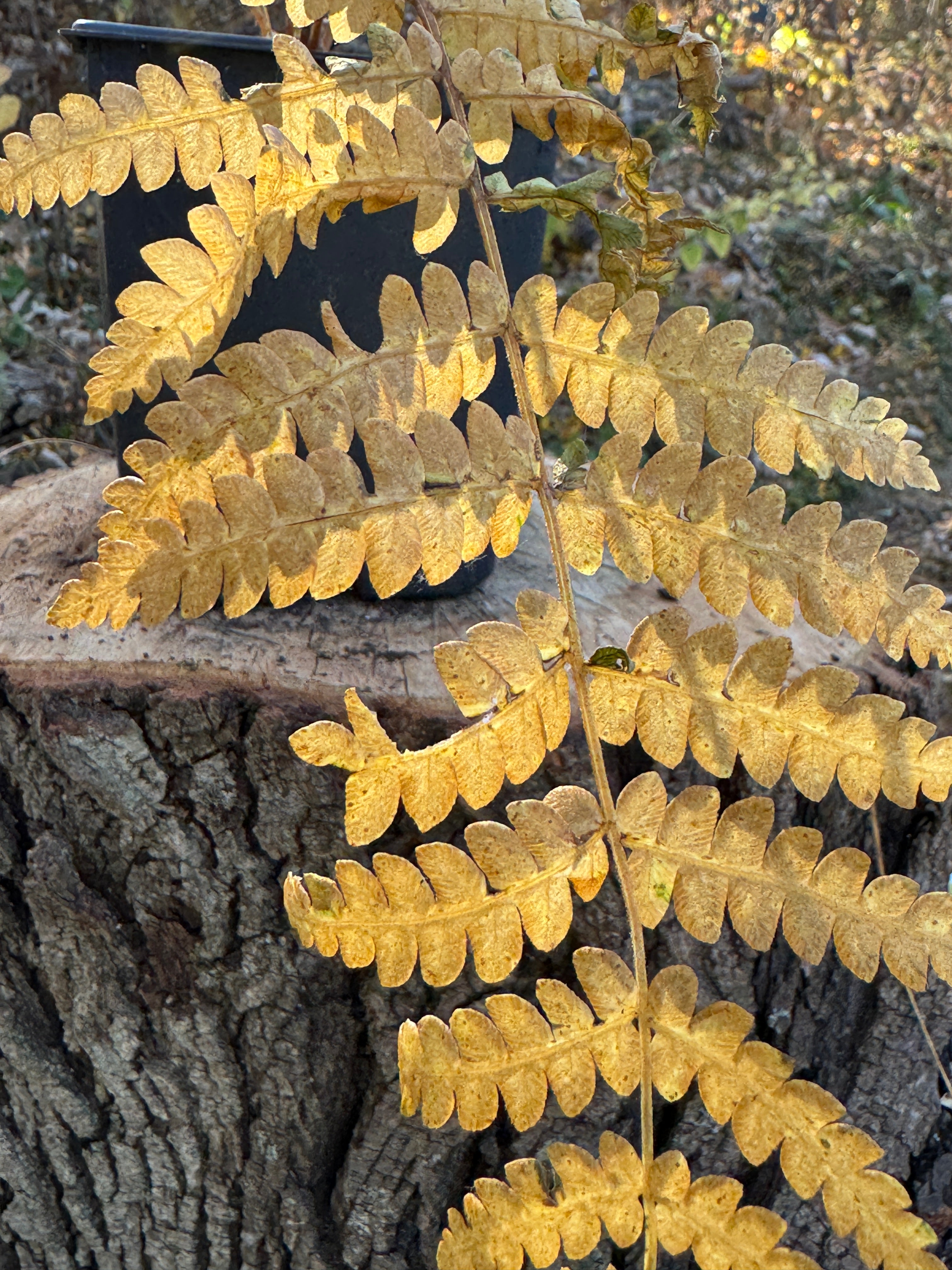 Cinnamon Fern (Osmundastrum cinnamomeum)