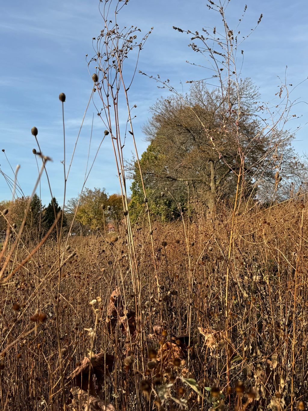Prairie Dock (Silphium Terebinthinaceum)