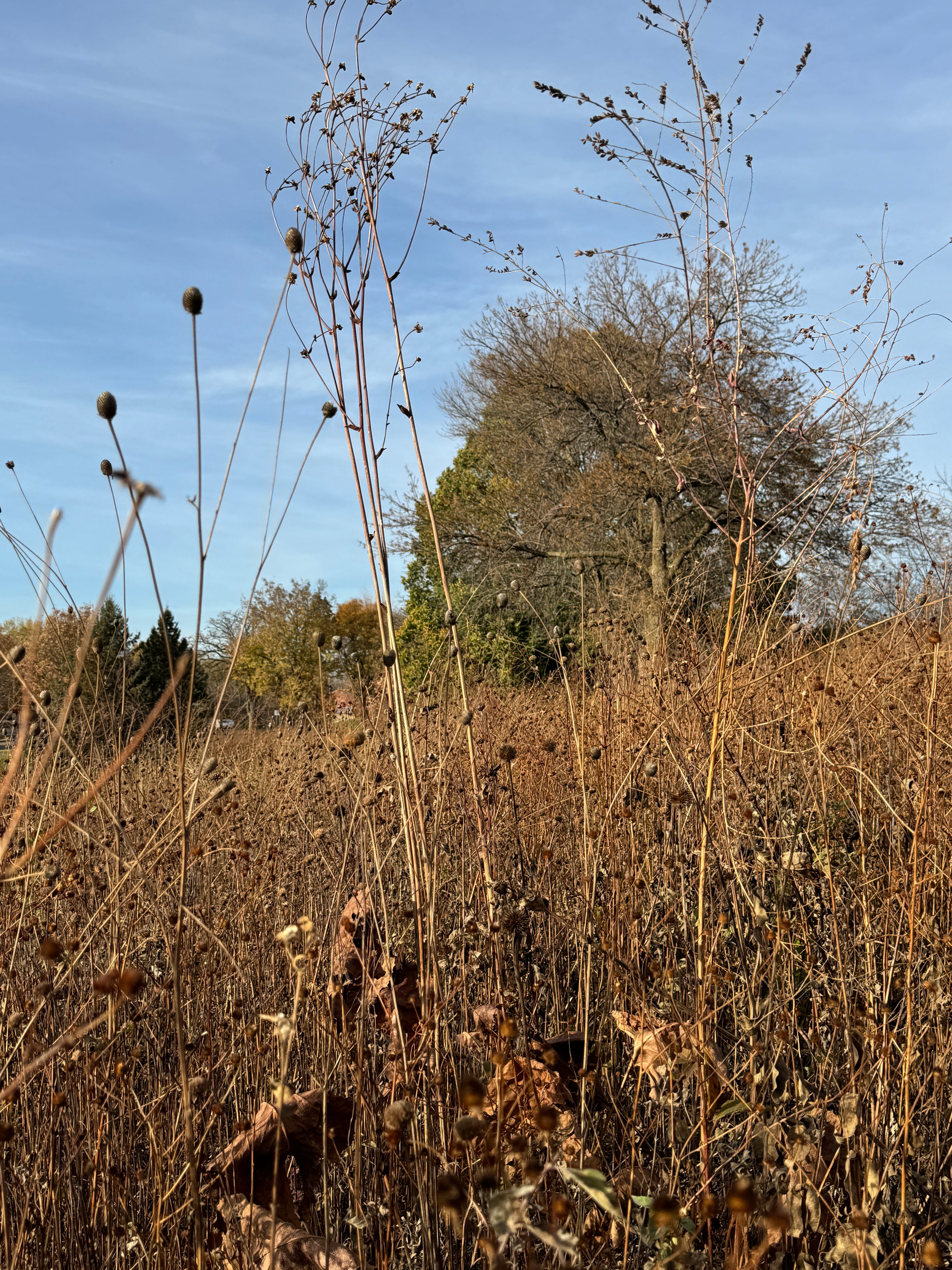 Prairie Dock (Silphium Terebinthinaceum)