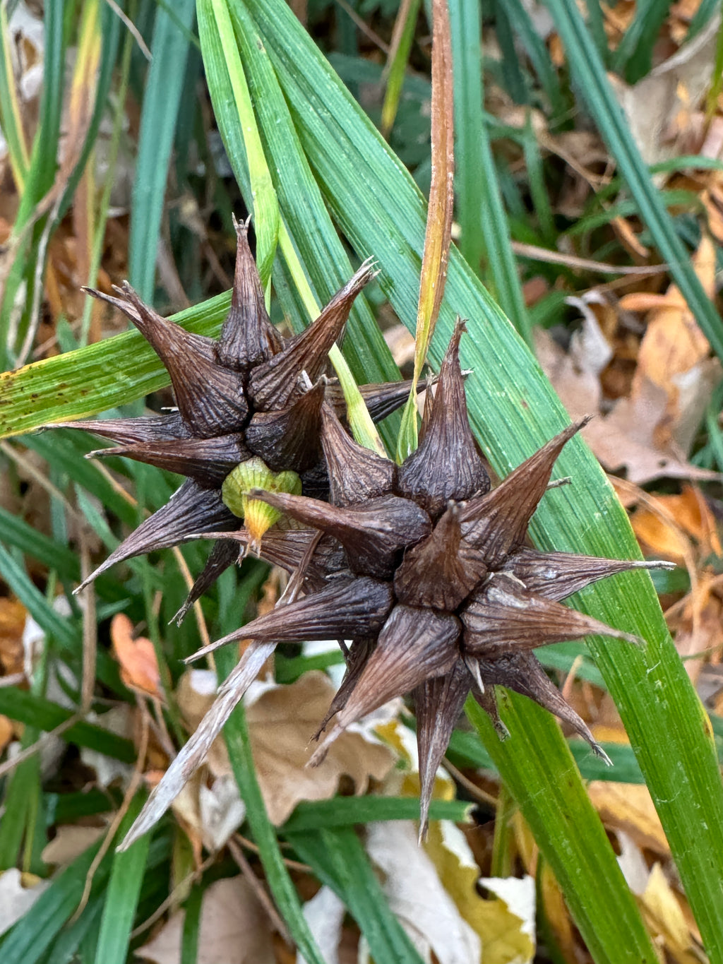 Gray's Sedge (Carex Grayi)