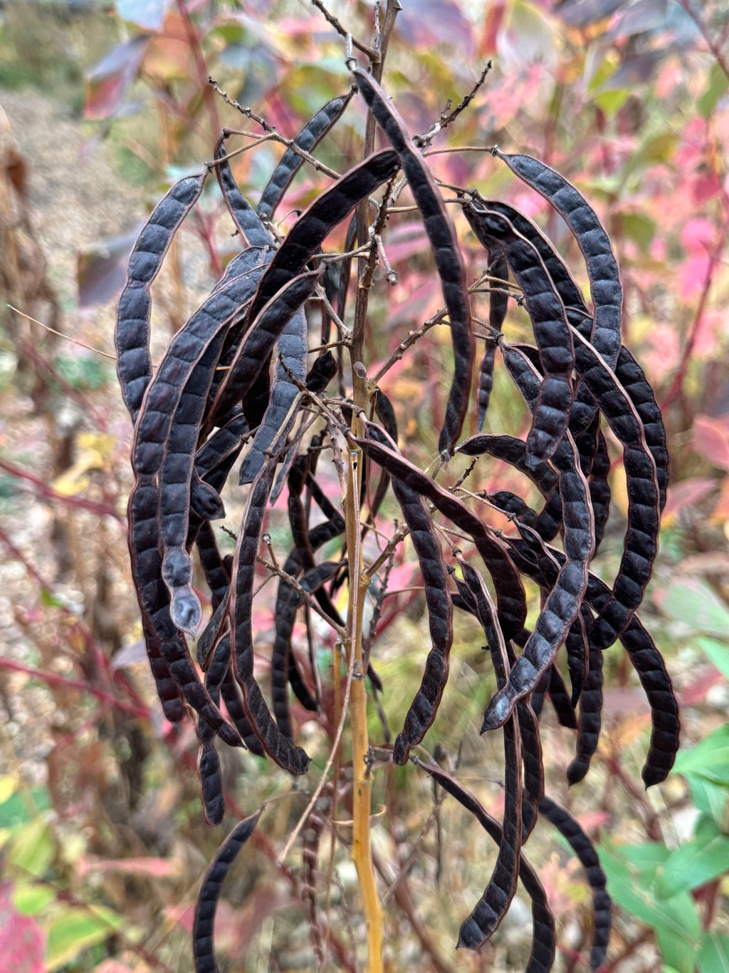 Wild Senna (Senna hebecarpa)