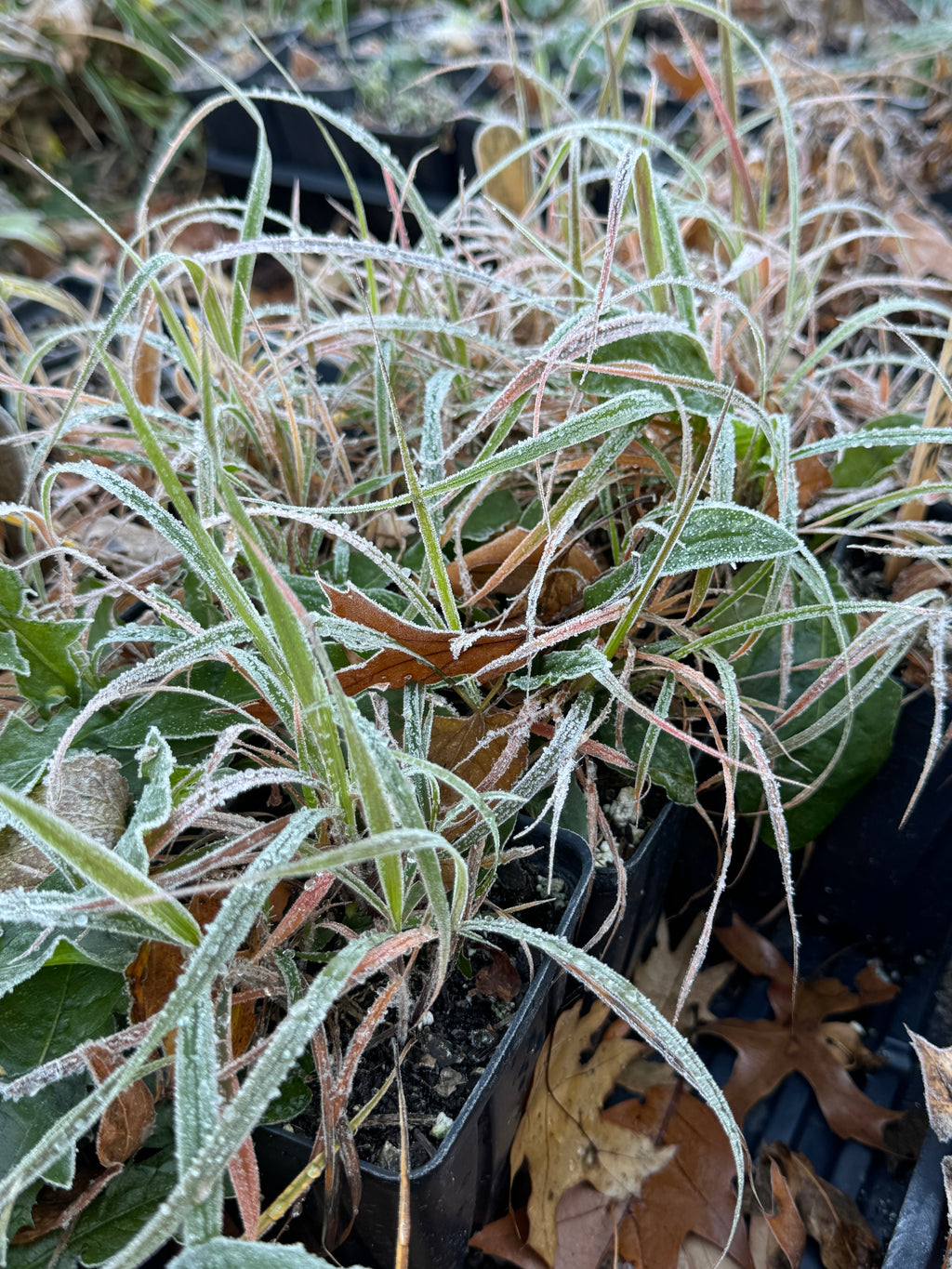 Side-Oats Grama (Bouteloua Curtipendula)