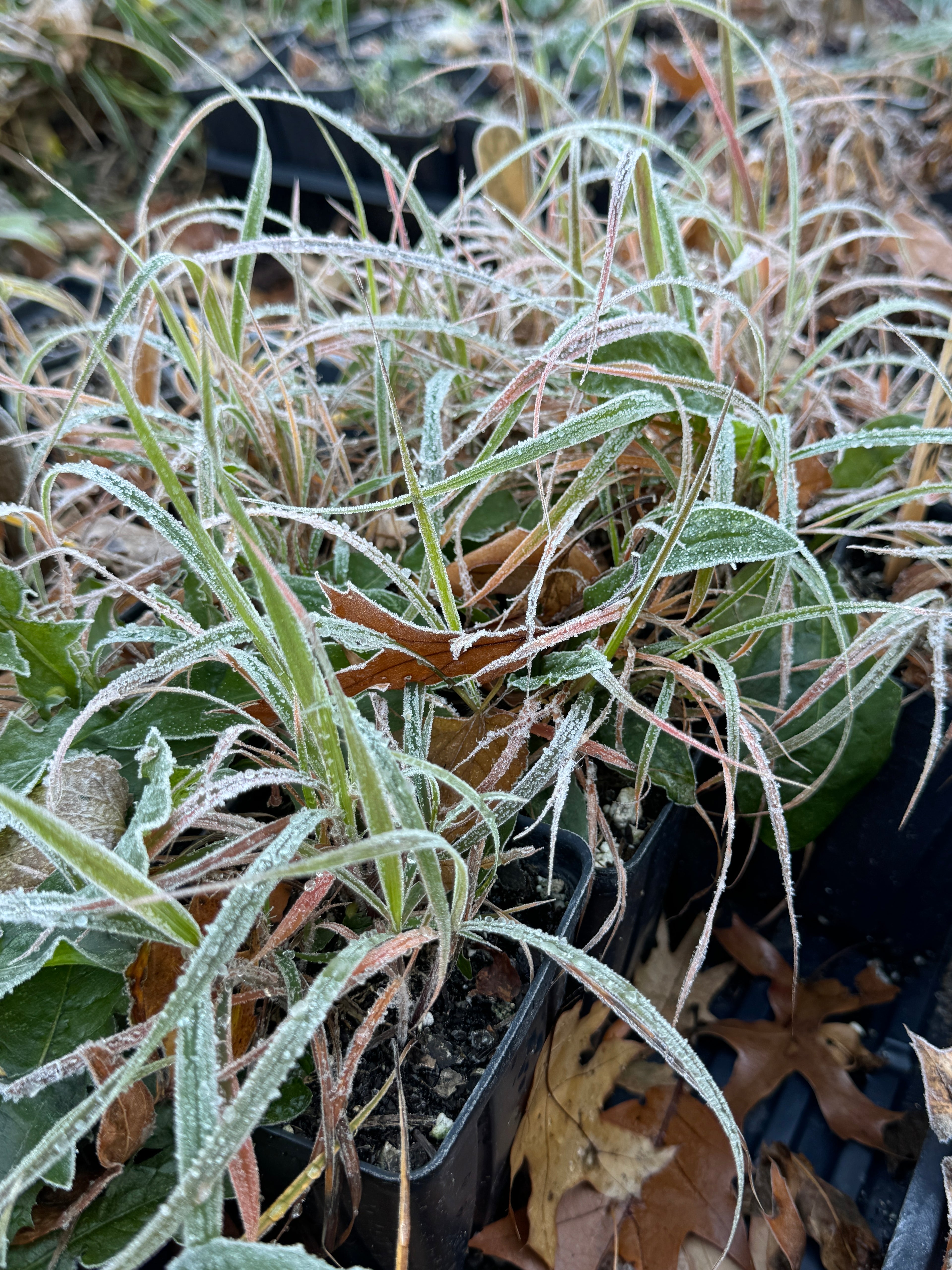 Side-Oats Grama (Bouteloua Curtipendula)