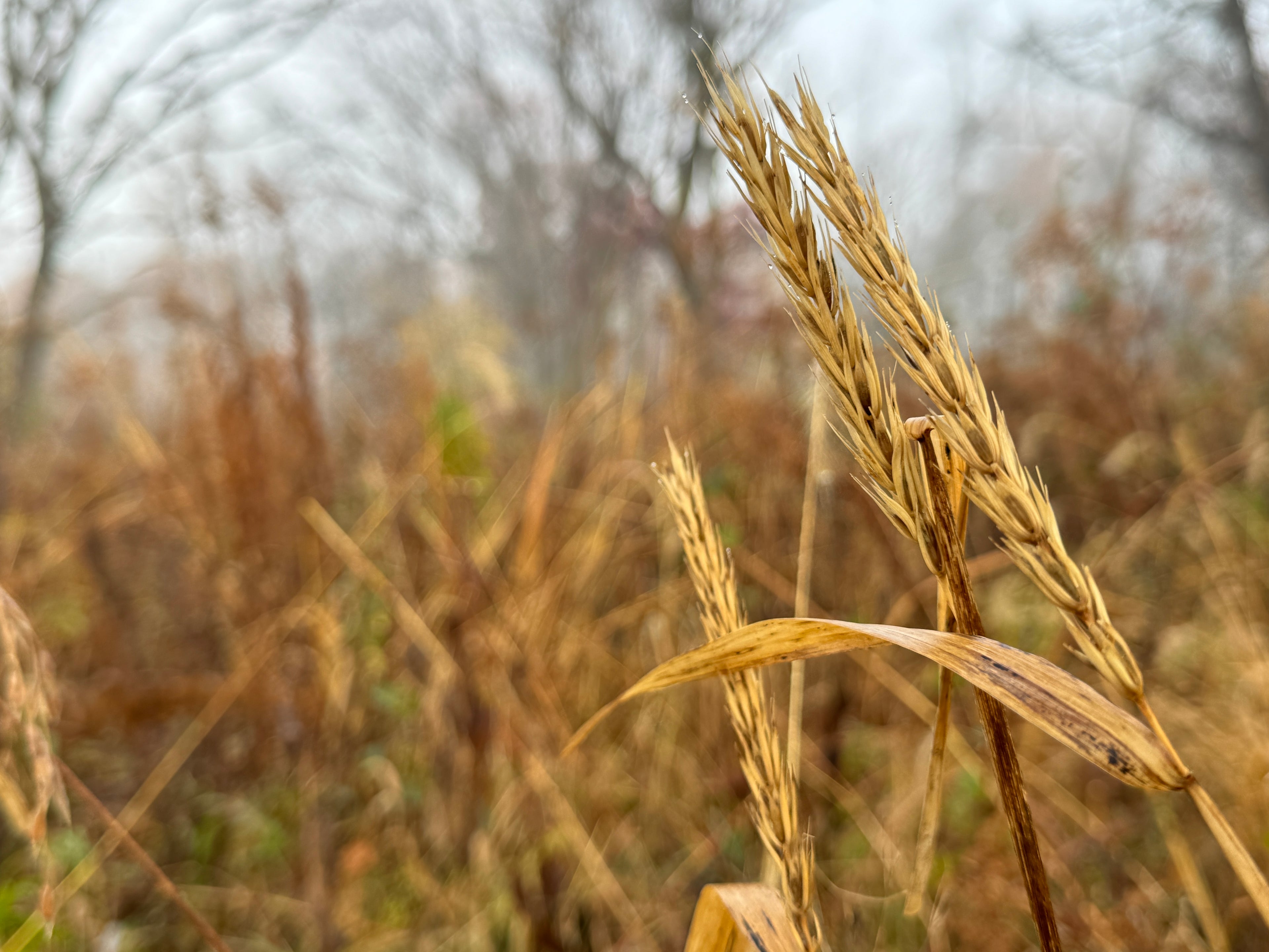 Virginia Wild Rye (Elymus Virginicus)