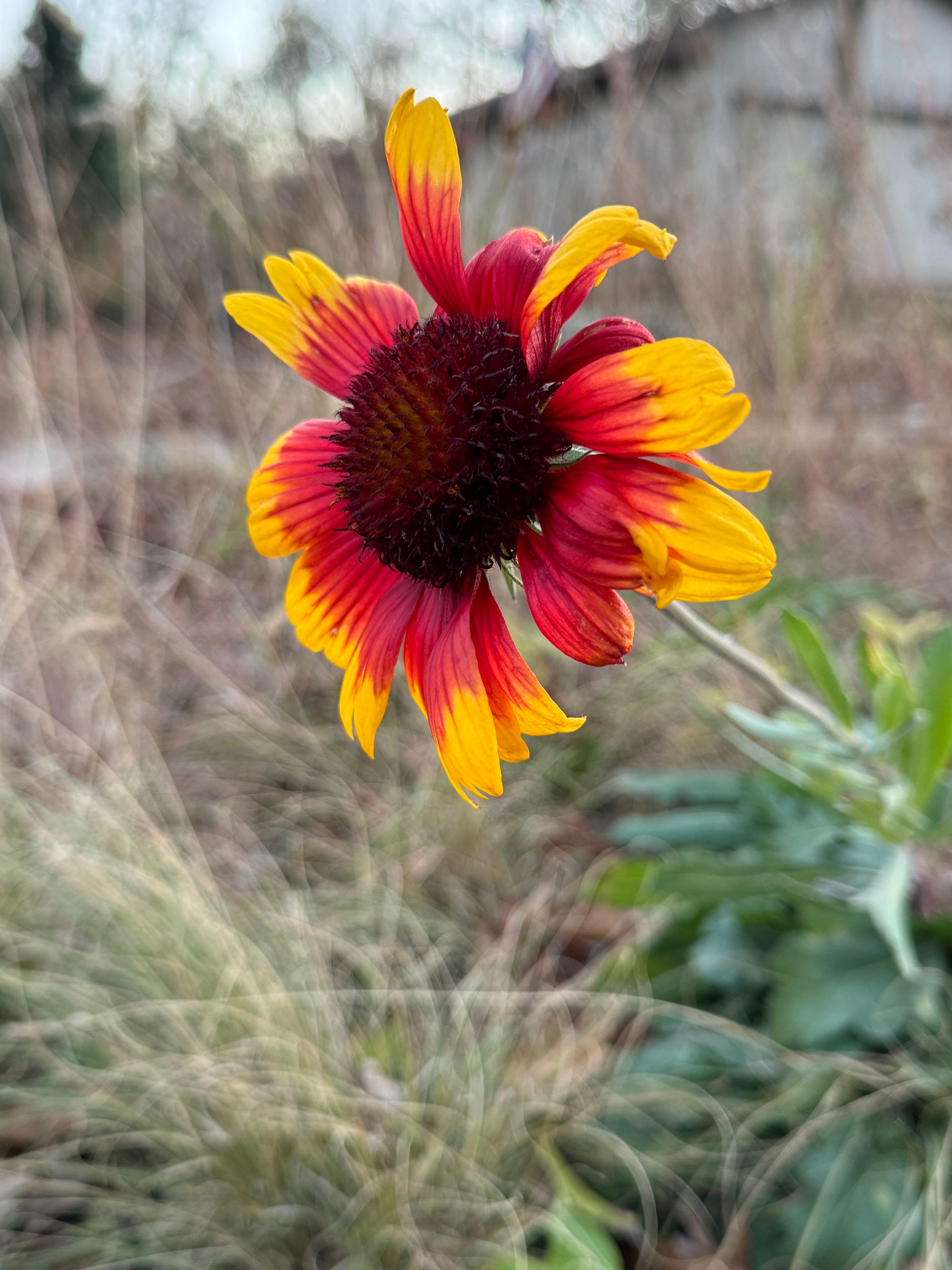 Blanket Flower (Gaillardia Aristata)