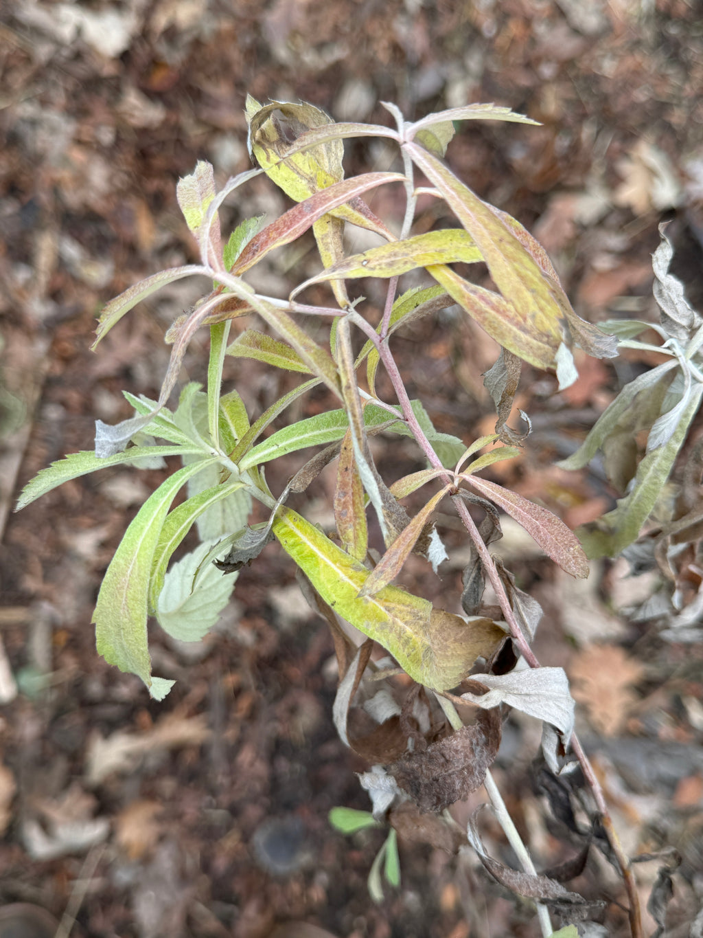 Prairie Sage (Artemisia Ludoviciana)