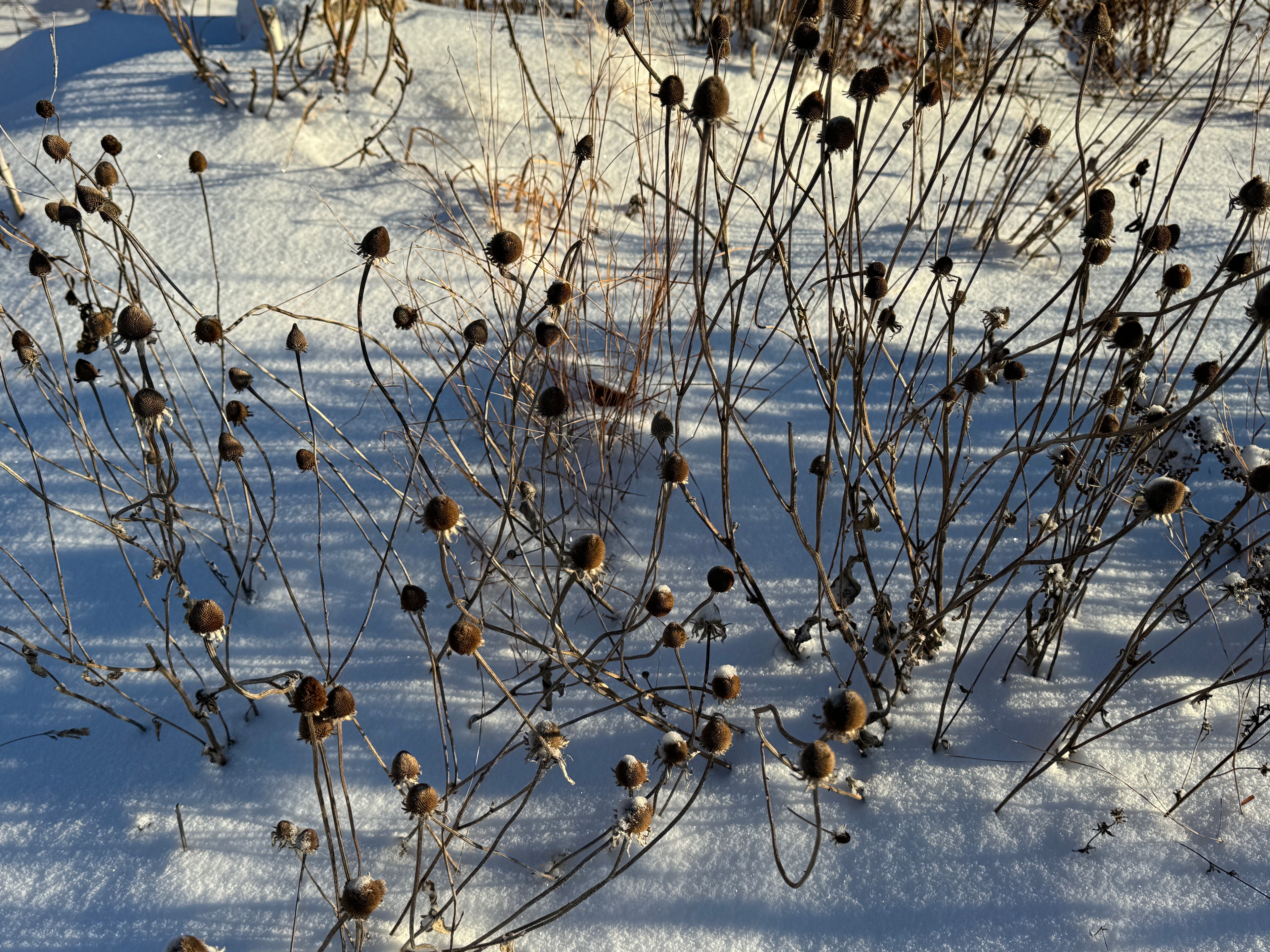 Black-eyed Susan (Rudbeckia Hirta)