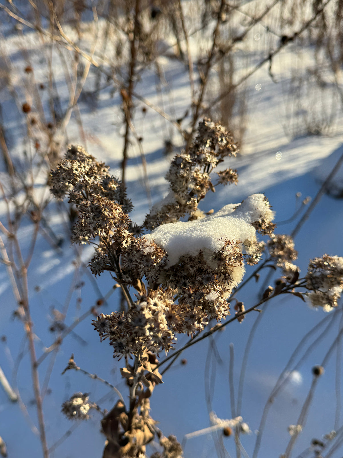 Stiff Goldenrod (Solidago Rigida)