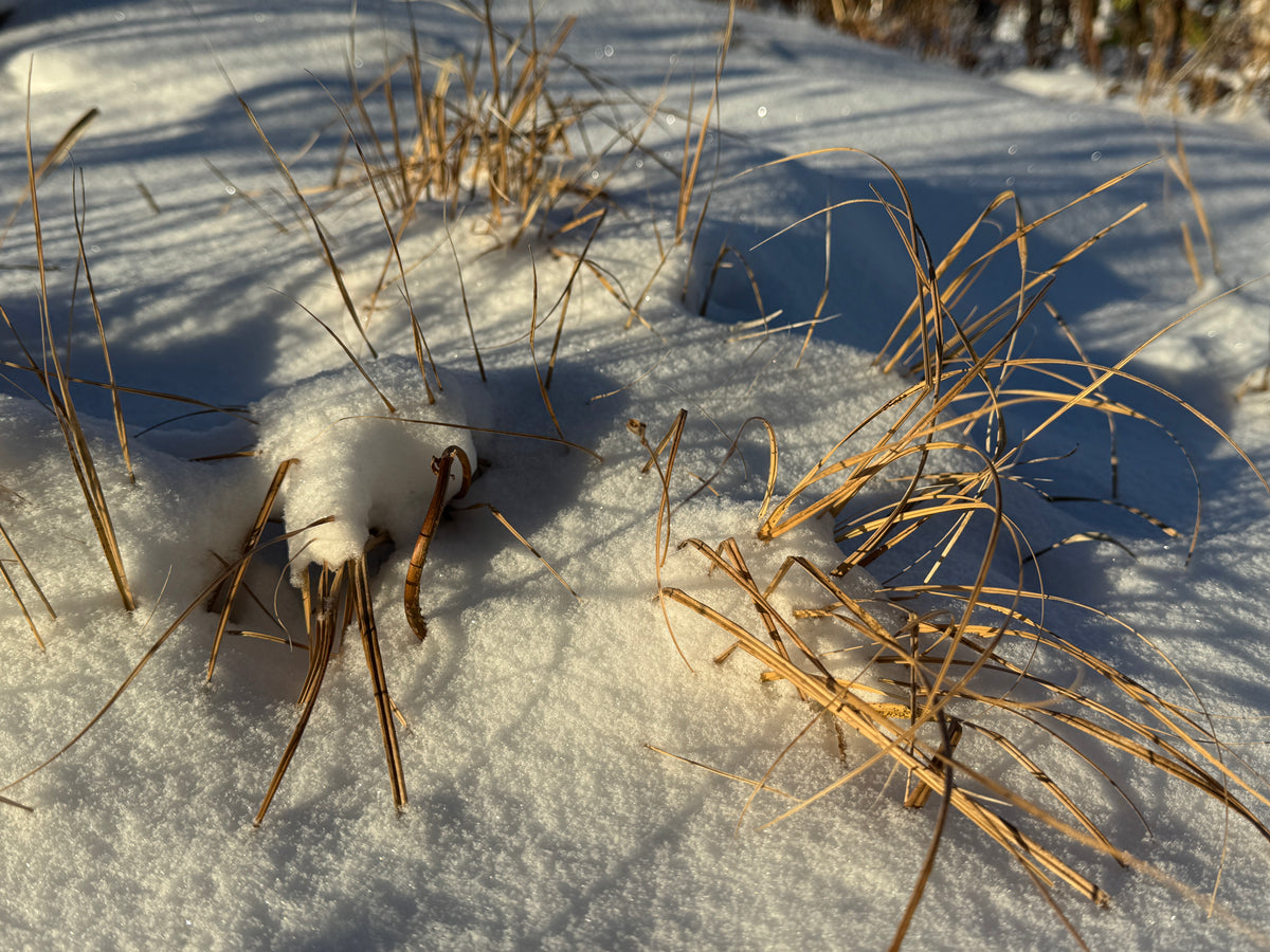 Plains Oval Sedge (Carex brevior)