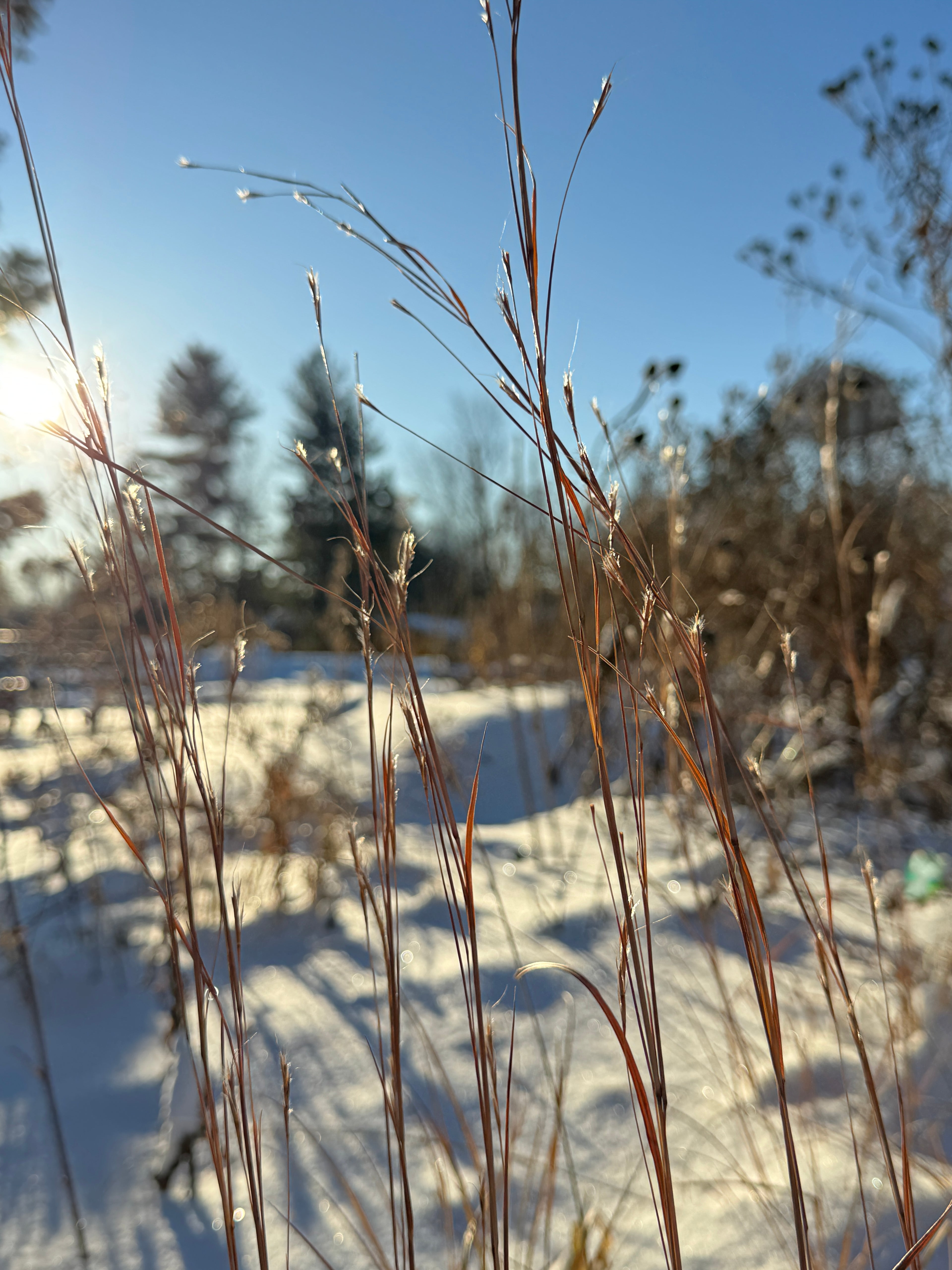 Little Bluestem (Schizachyrium Scoparium)