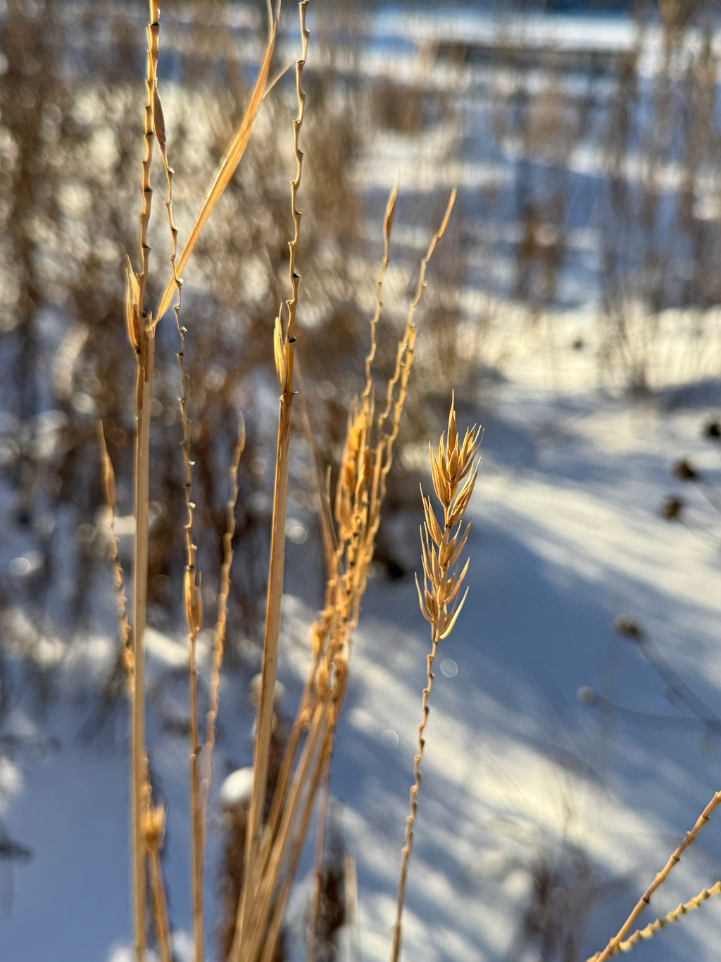 Virginia Wild Rye (Elymus Virginicus)