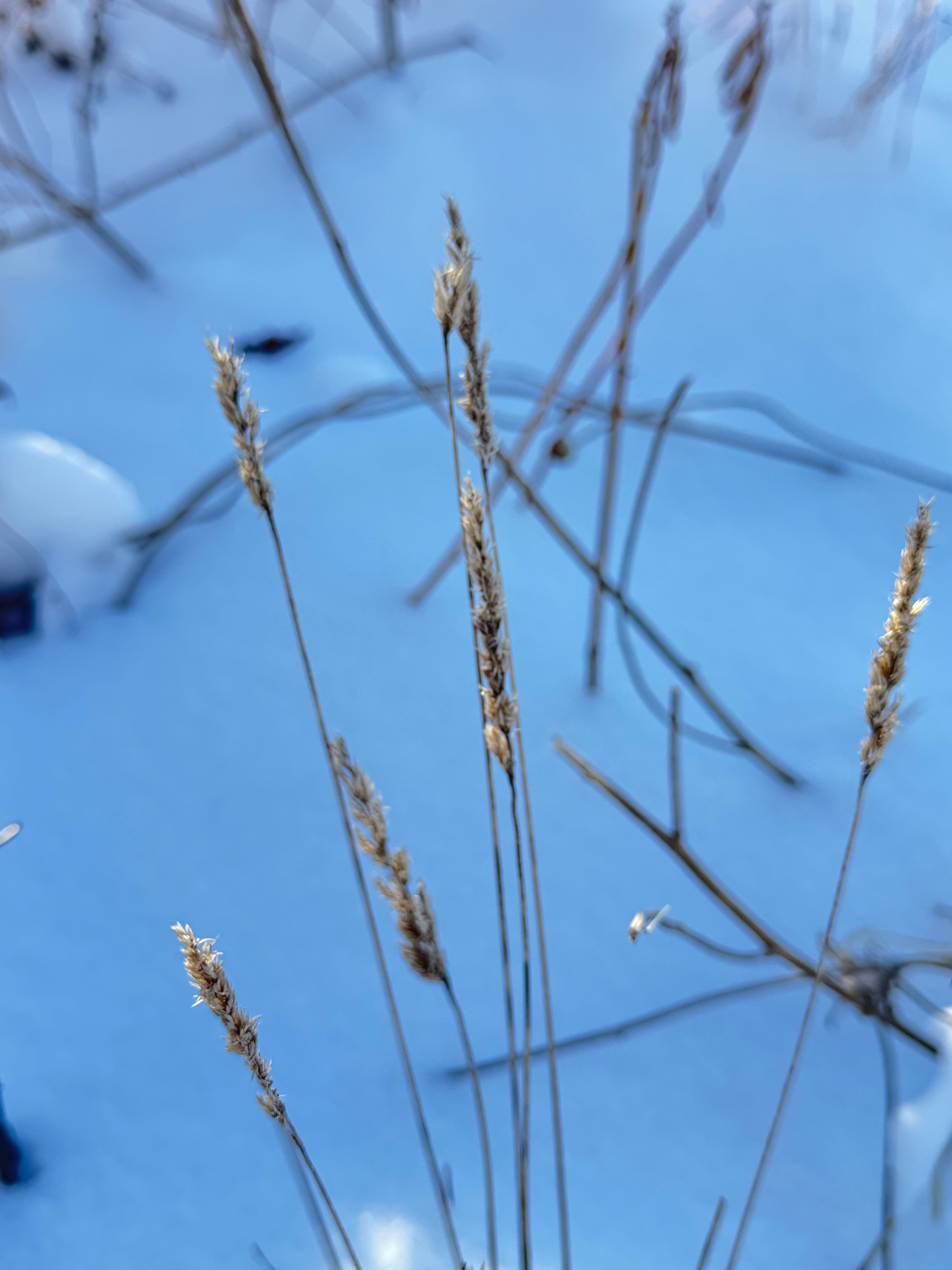 June Grass (Koeleria Macrantha)